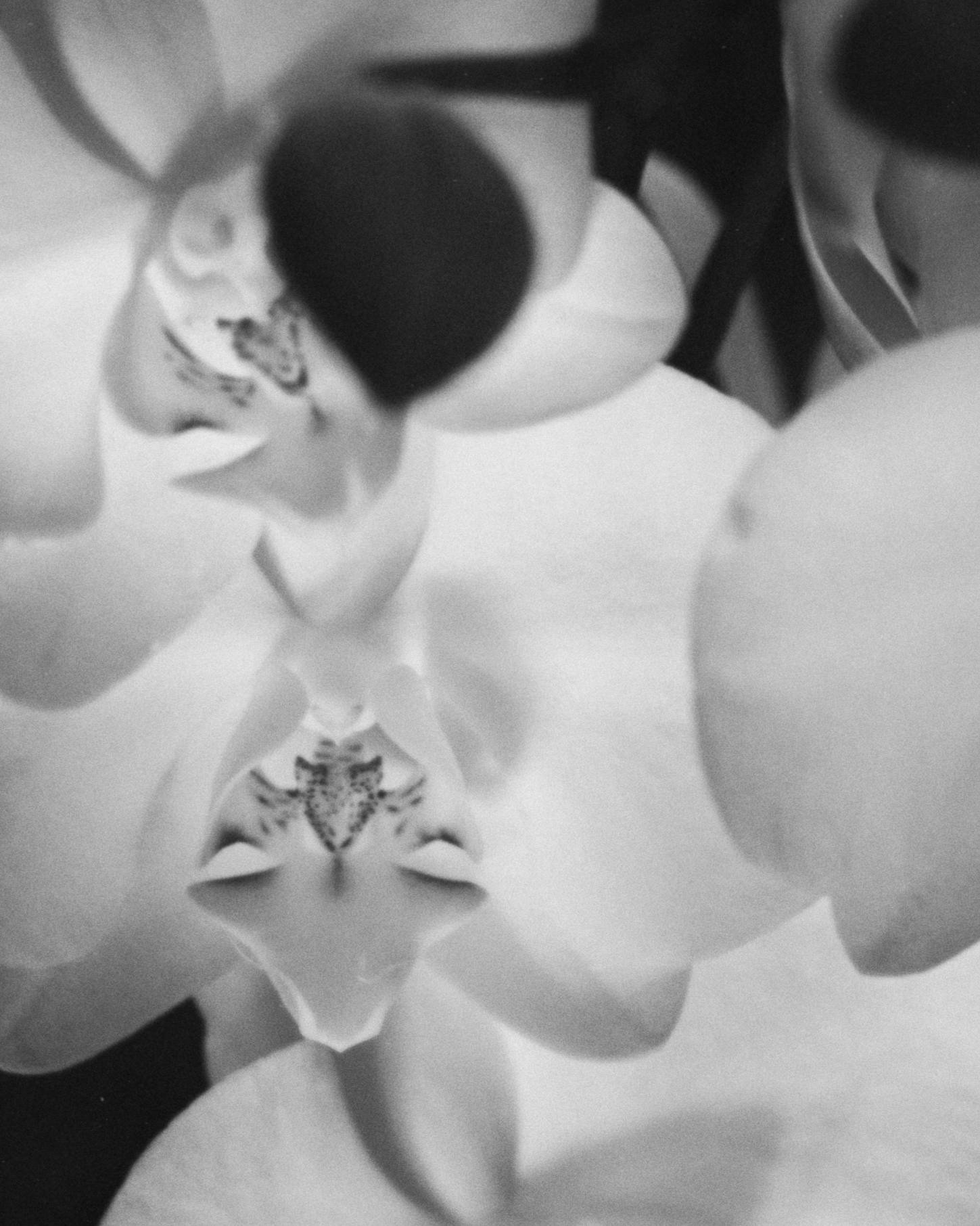 Close-up black and white photo of a flower with multiple petals and a tiger beetle on the center part of the flower.