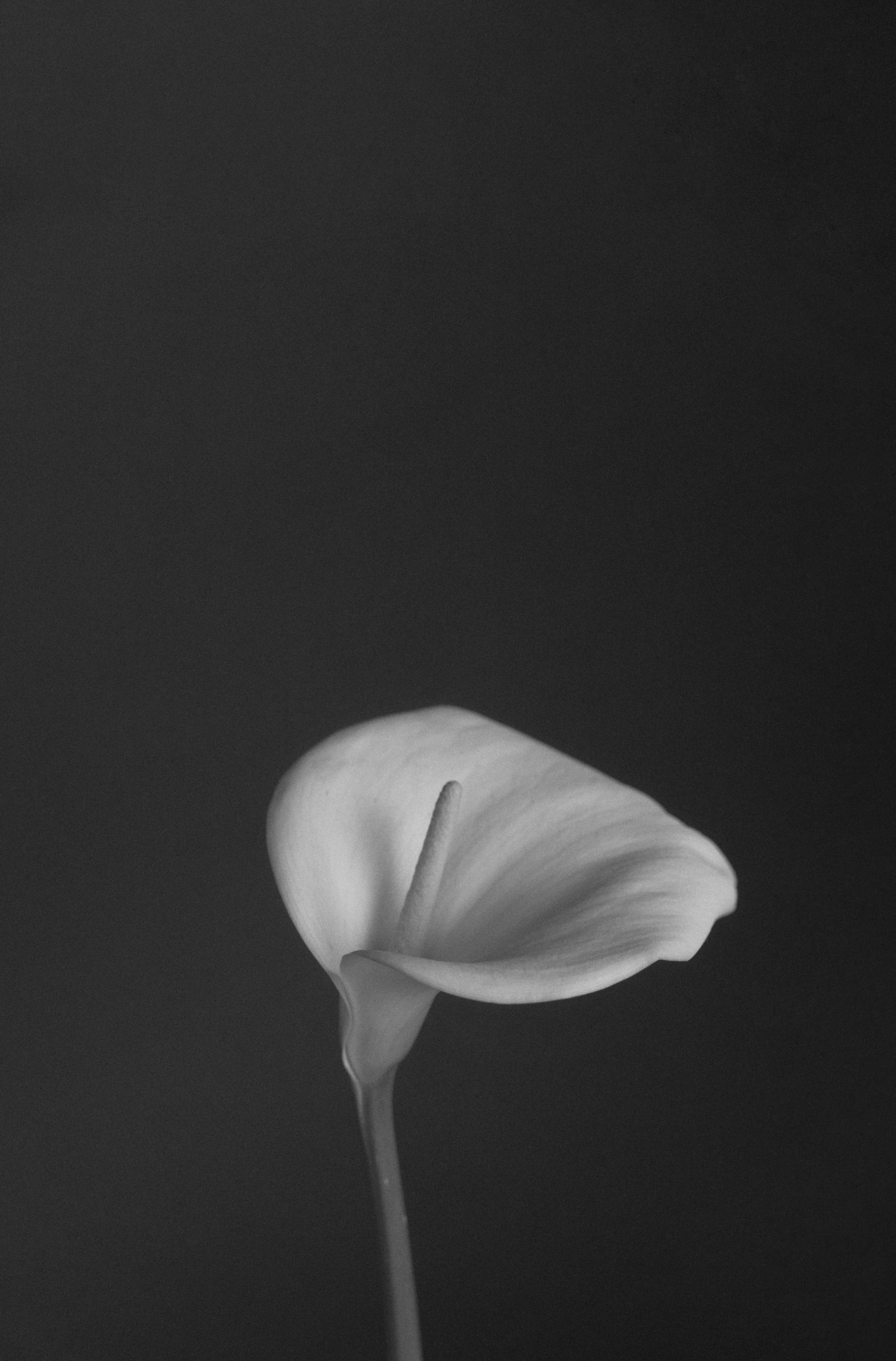 A black and white photo of a single calla lily flower with a dark background.