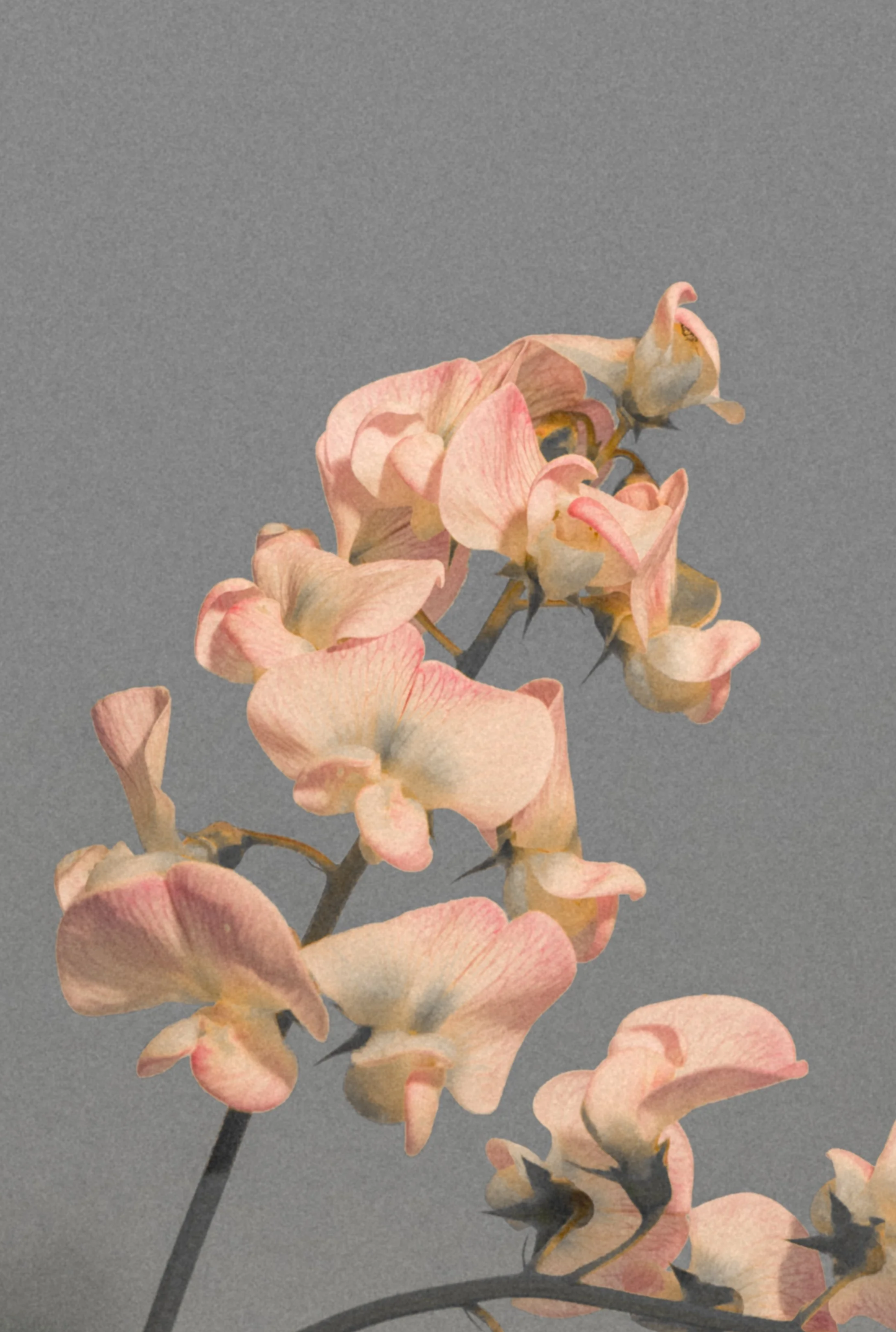 Close-up of a pink and peach orchid flower against a gray background.