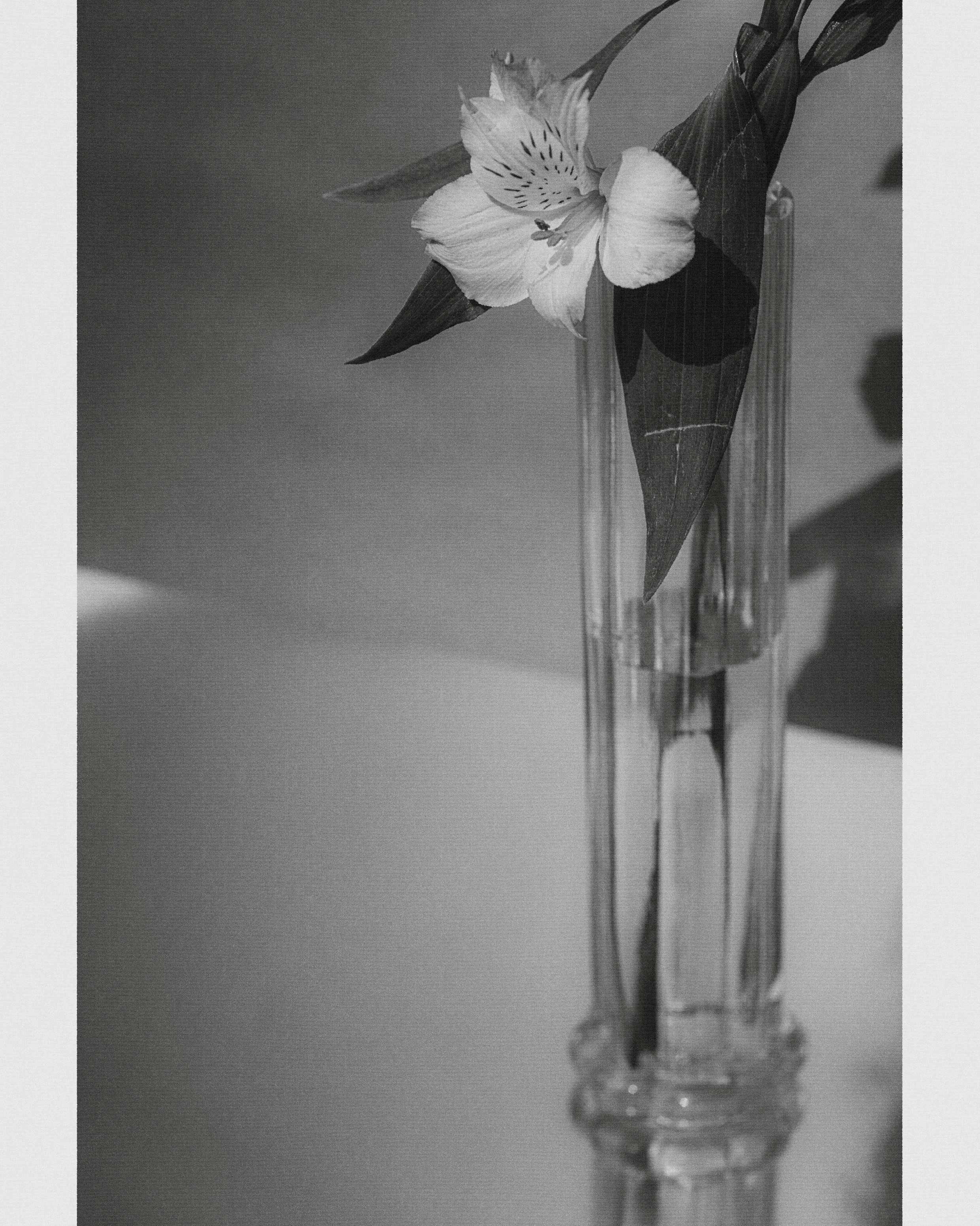 A flower in a clear glass vase on a table.