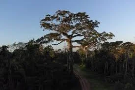 A large tree with sprawling branches stands against a clear sky, surrounded by dense forest.
