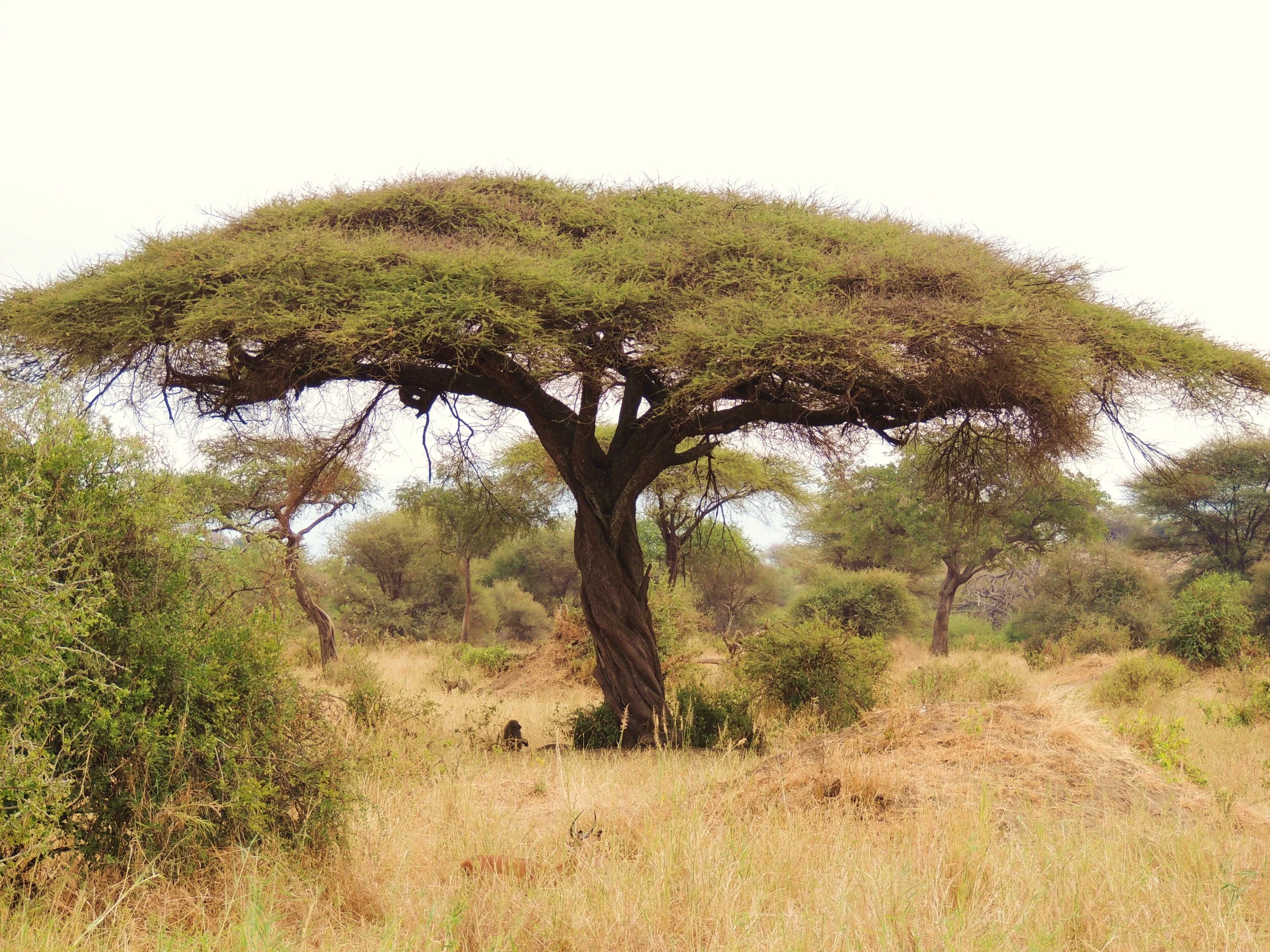 A large flat-topped acacia tree in an African savanna landscape with dry grass and scattered trees.