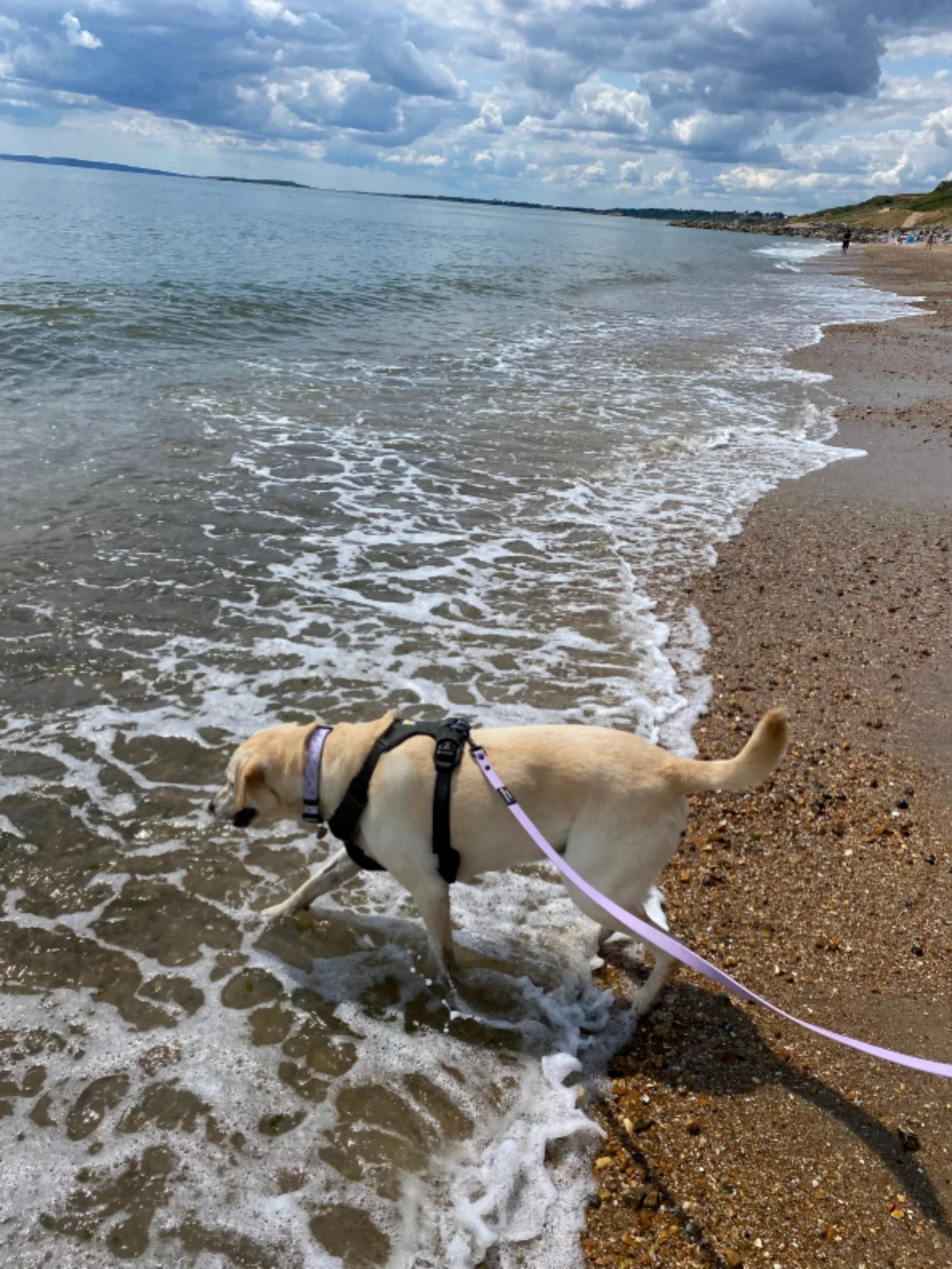 Yellow labrador walking into sea waves with blue sky