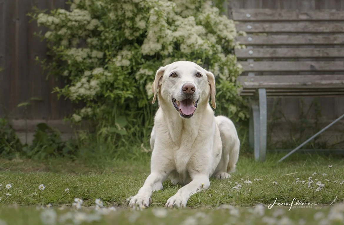 Yellow labrador dog smiling at the camera