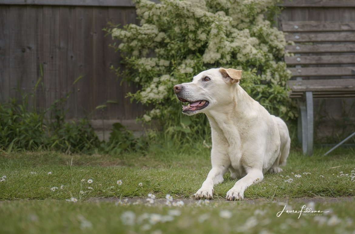 Yellow labrador dog head looking to the side