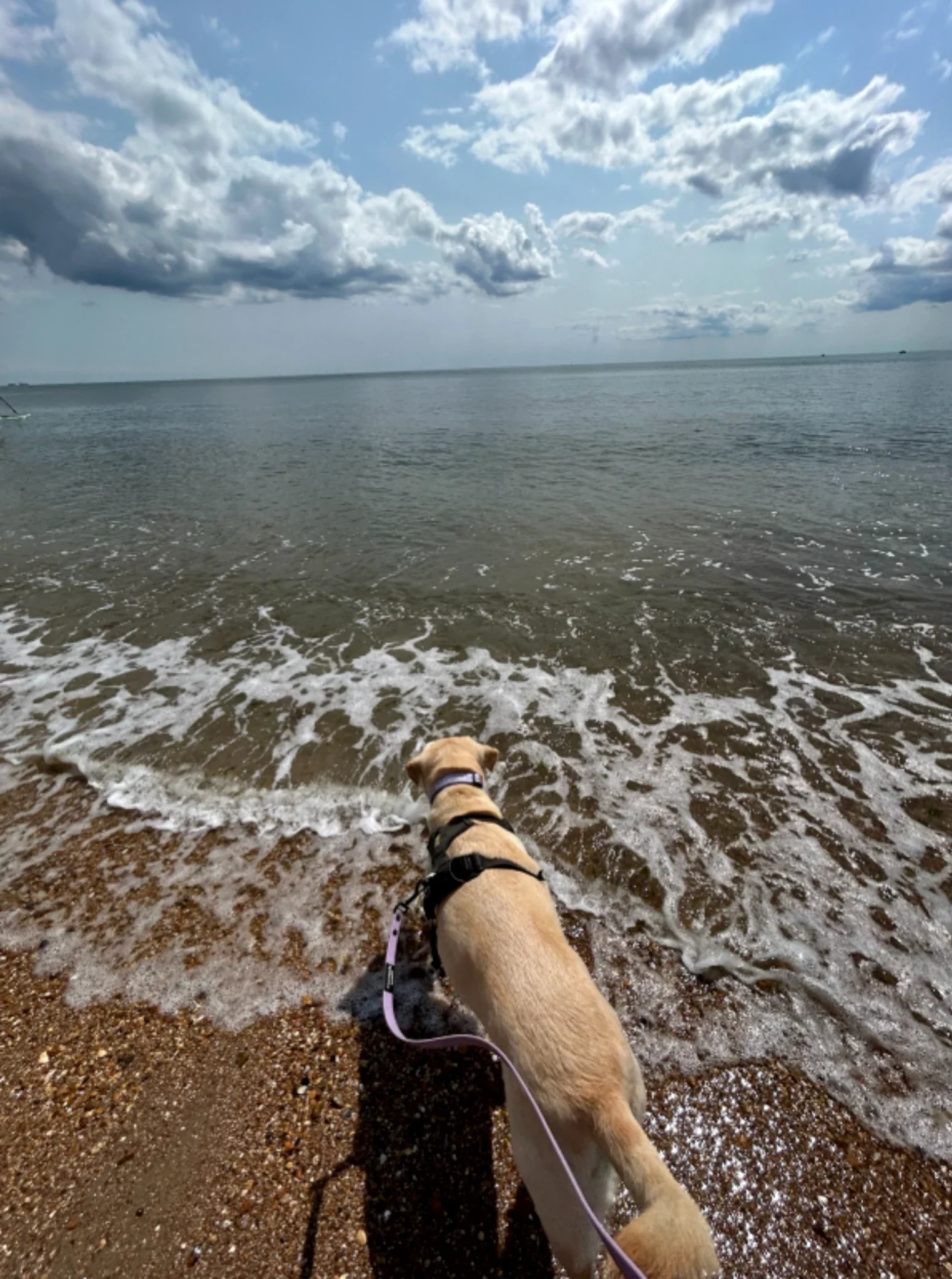 Yellow labrador walking into sea waves