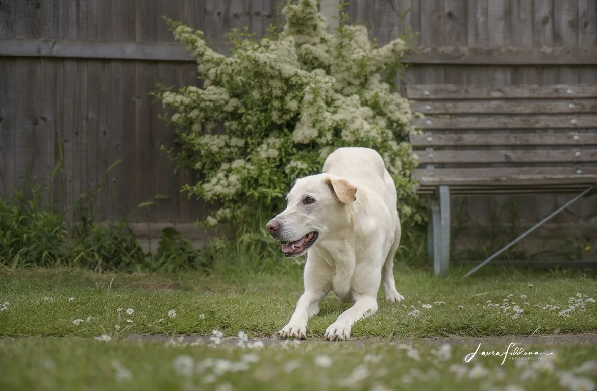 Yellow labrador dog in play bow pose looking to the side
