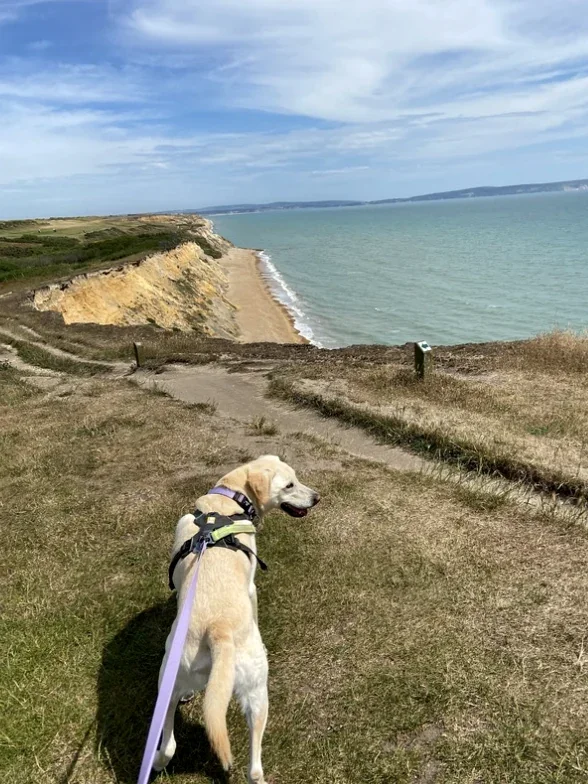 Yellow labrador dog on cliff side looking out to see