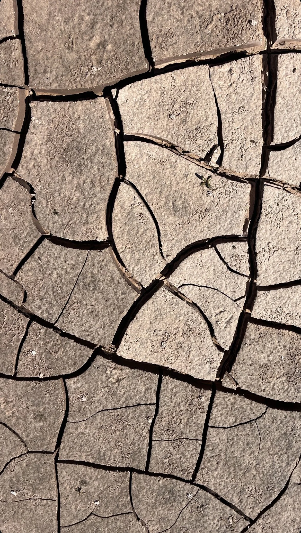 Close-up of cracked and dry dirt ground with a small green plant growing in a crack.