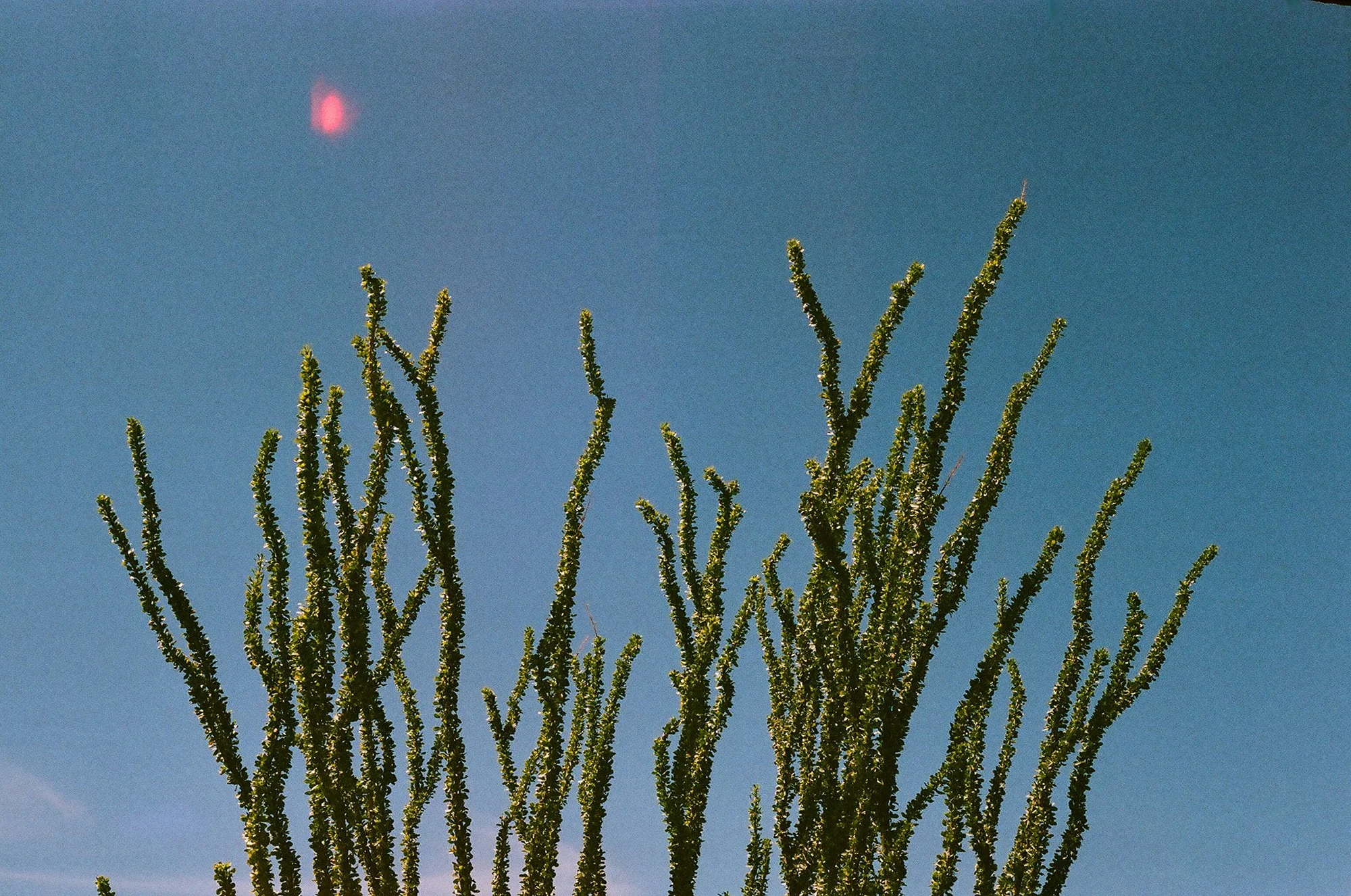 Tall cactus plant with multiple slender branches against a clear blue sky, with a red sun or moon visible in the upper left corner.