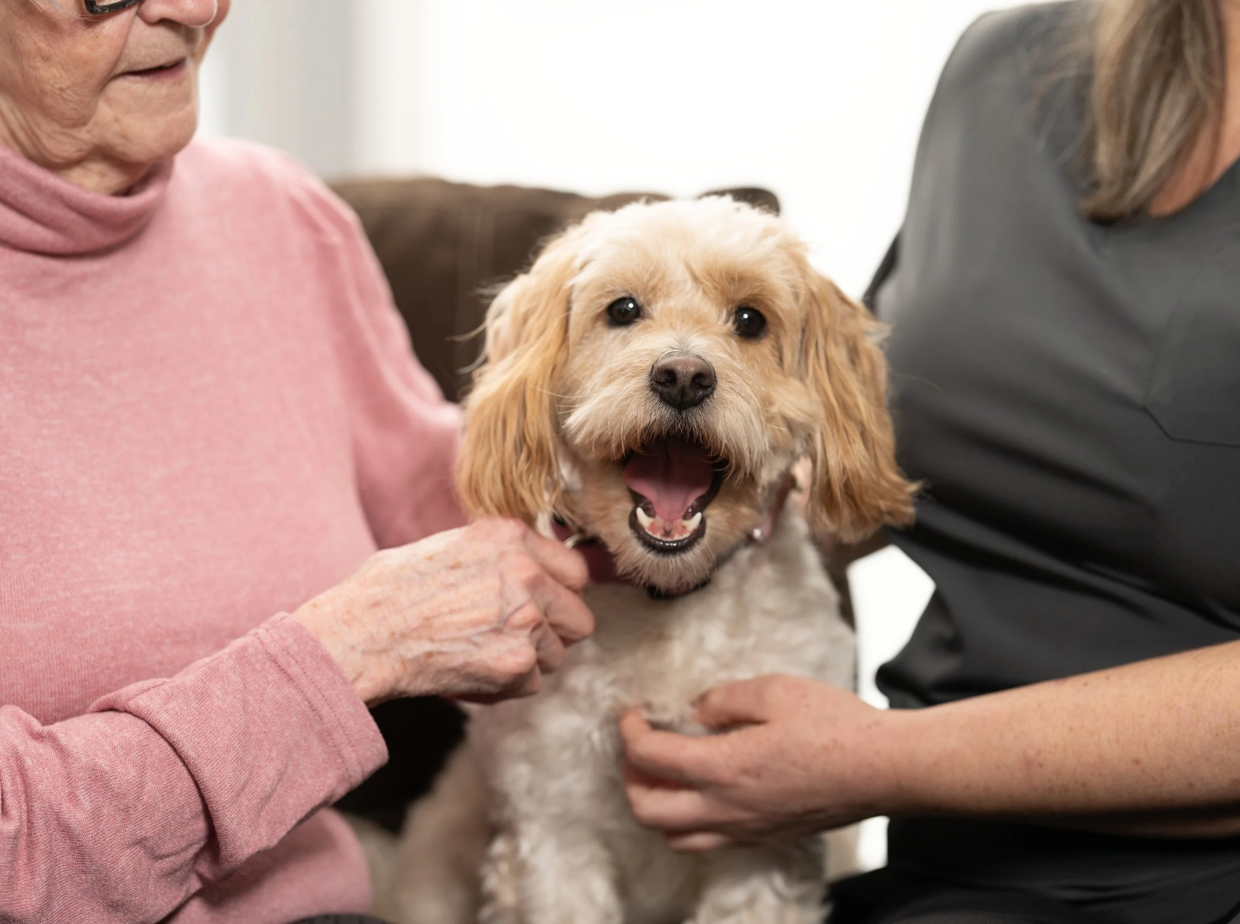 An elderly woman in a pink sweater and a young woman in a gray shirt hold a happy, light-colored dog with floppy ears between them.