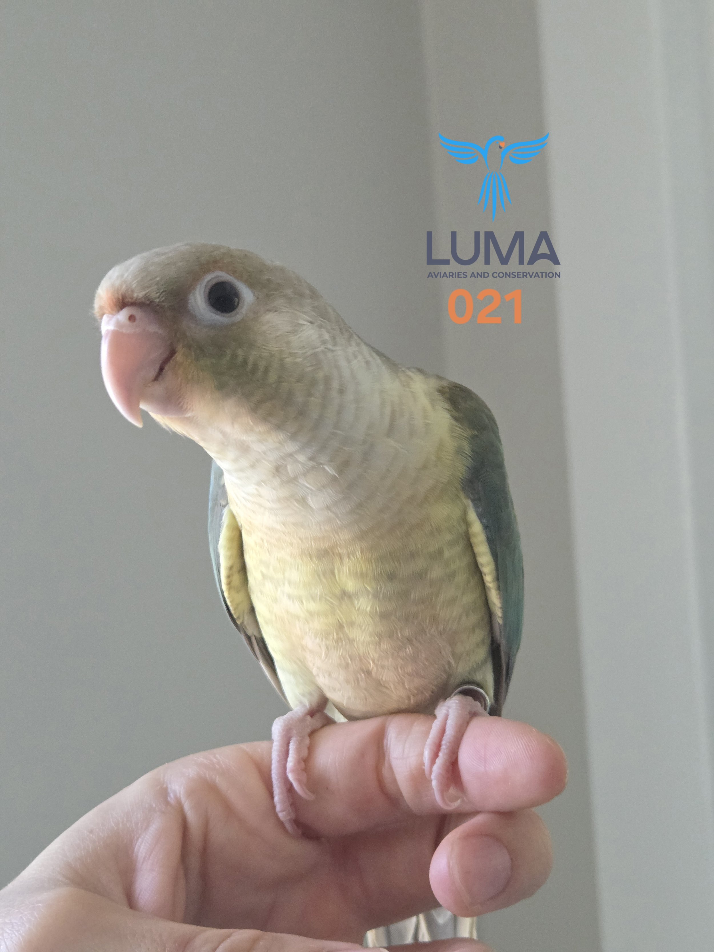 Turquoise Pineapple Green Cheek Conure 021