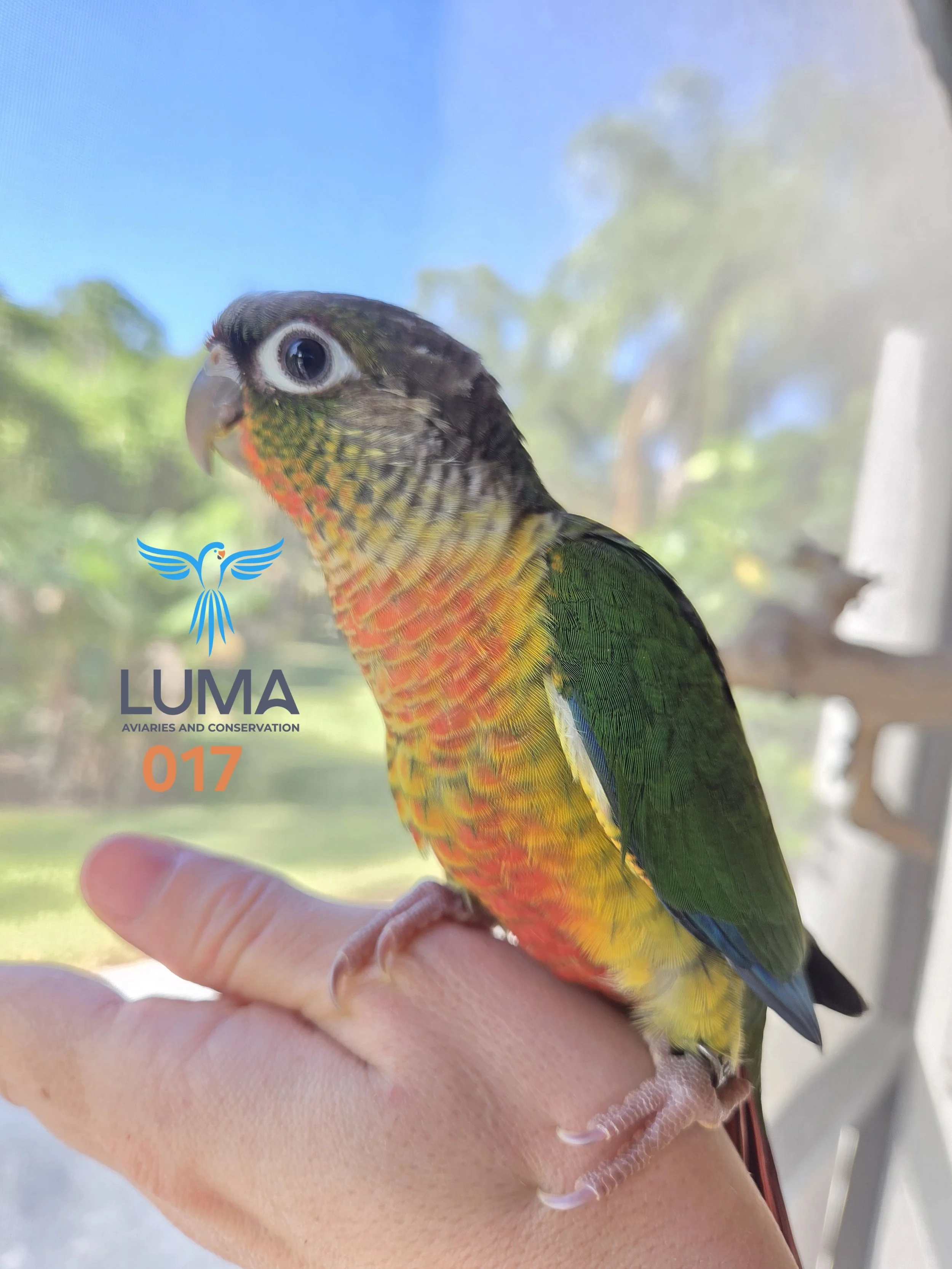 Yellow Sided Green Cheek Conure 017