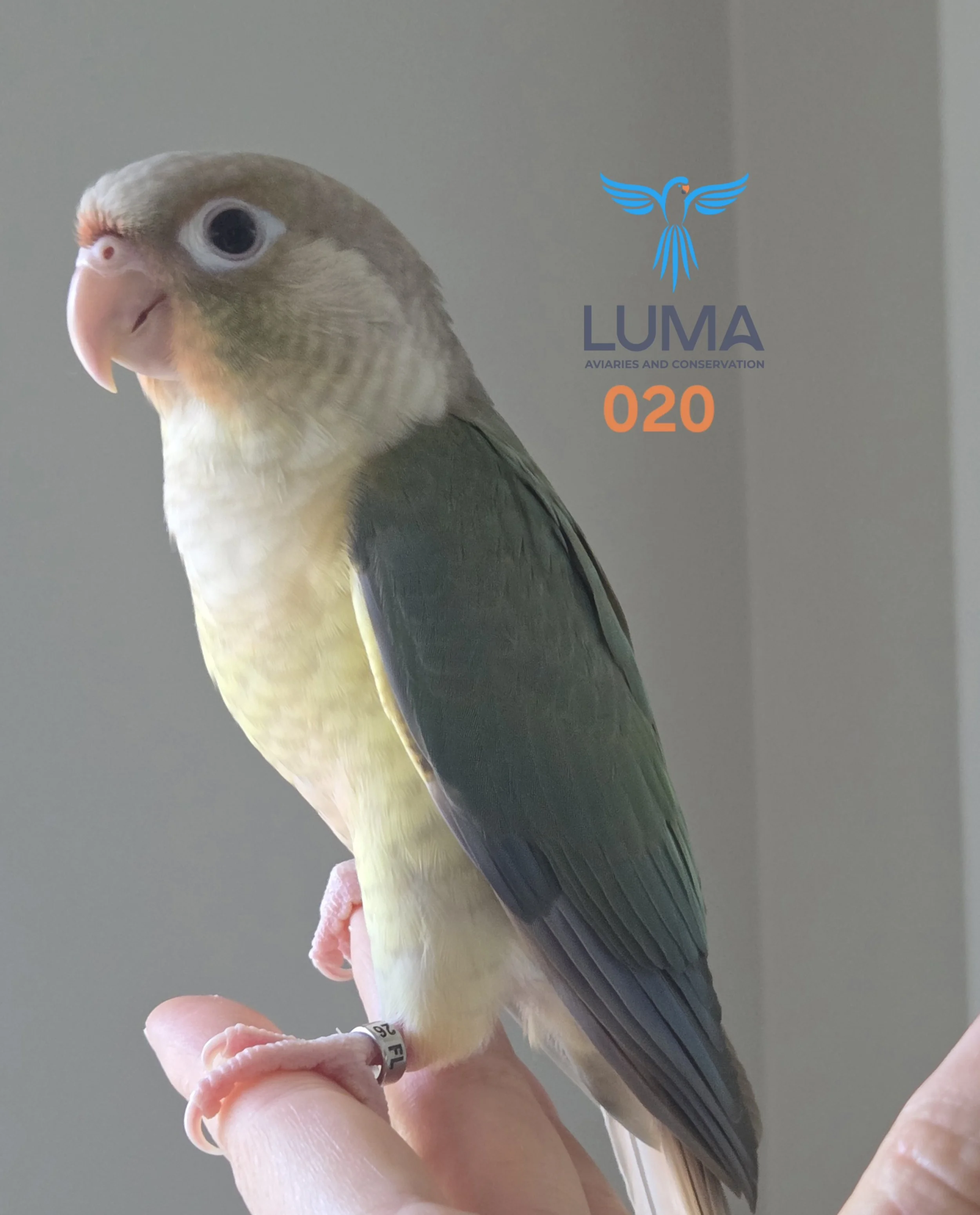 turquoise-pineapple-green-cheek-conure-for-sale-3.jpg