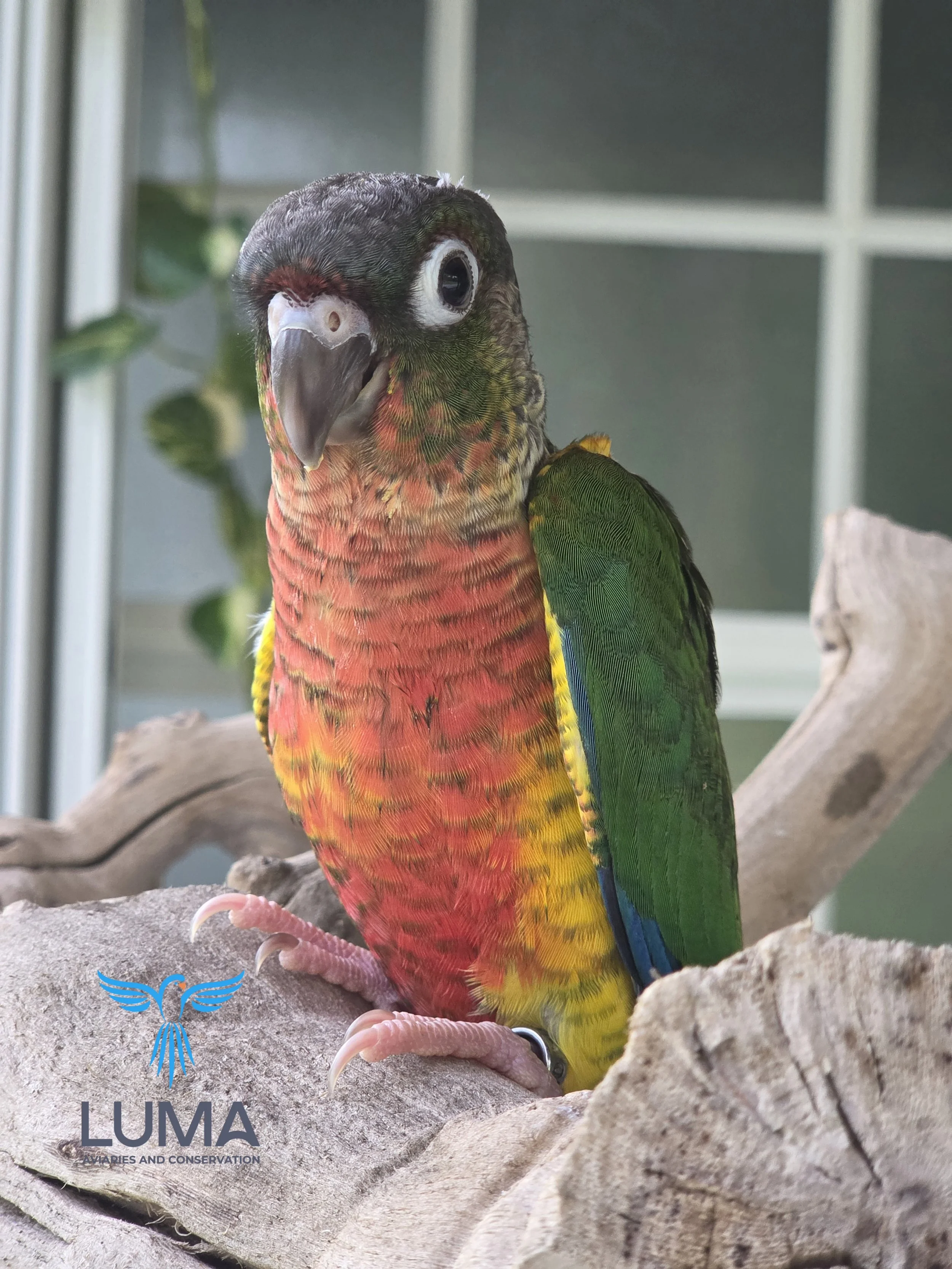 Yellow Sided Green Cheek Conure Band no. 051