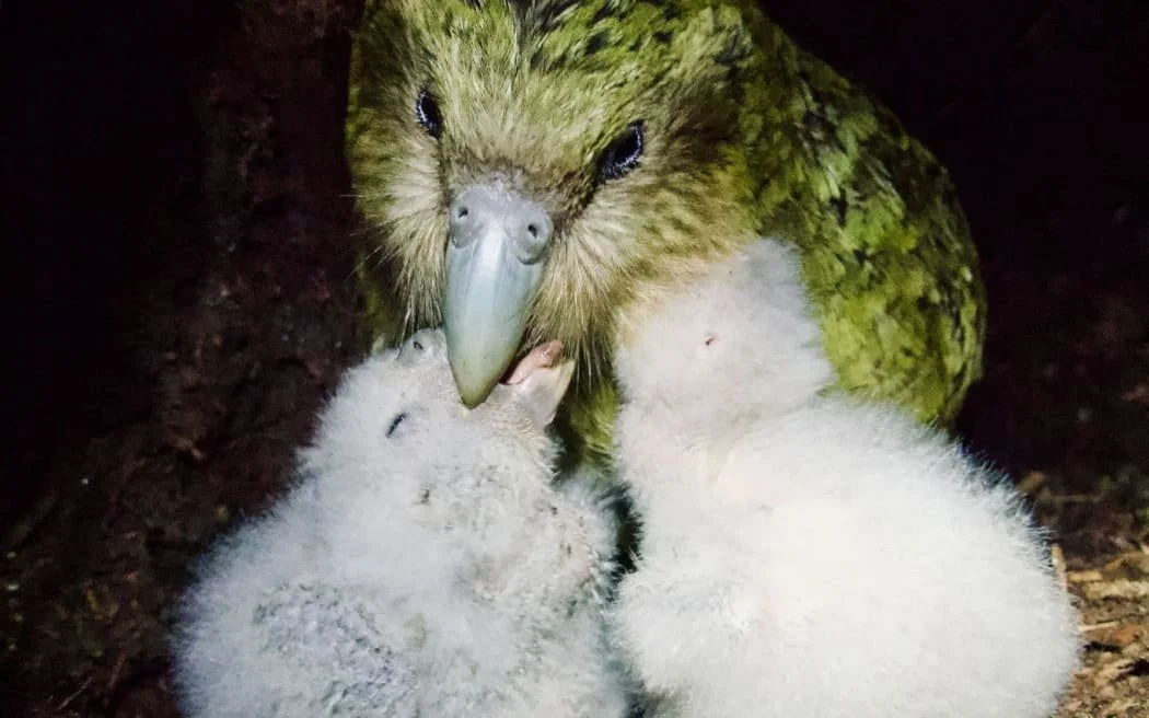 Kākāpō Baby Boom!