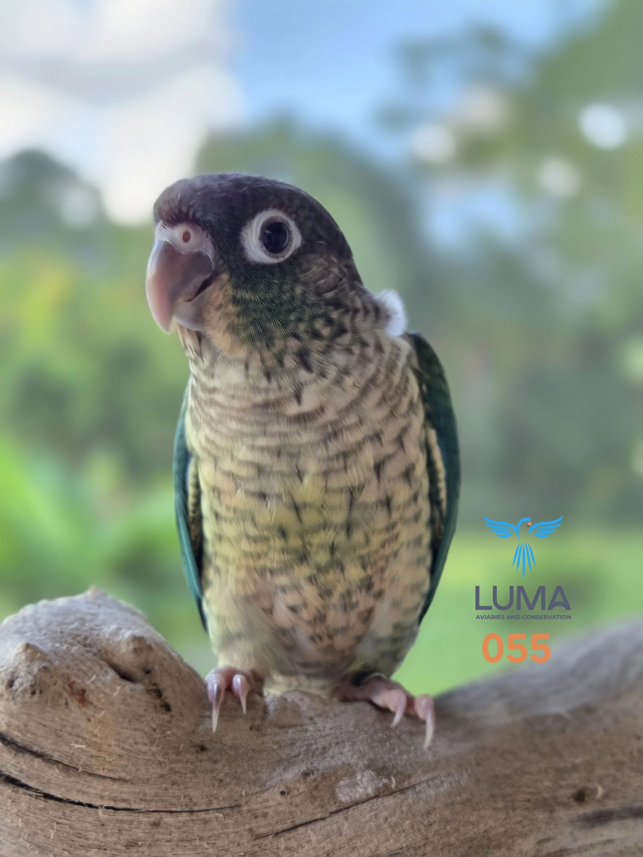 Turquoise Yellow-Sided Green Cheek Conure (055)