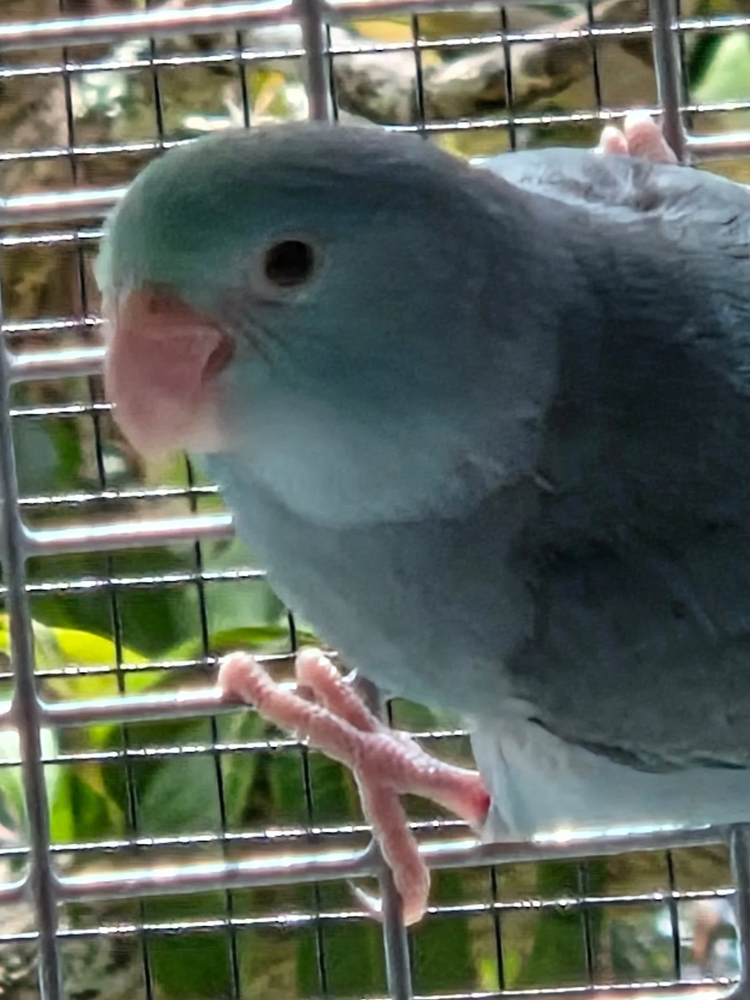 A close-up of a pacific parrotlet , showing the bird's face, pink legs, and some greenery in the background.