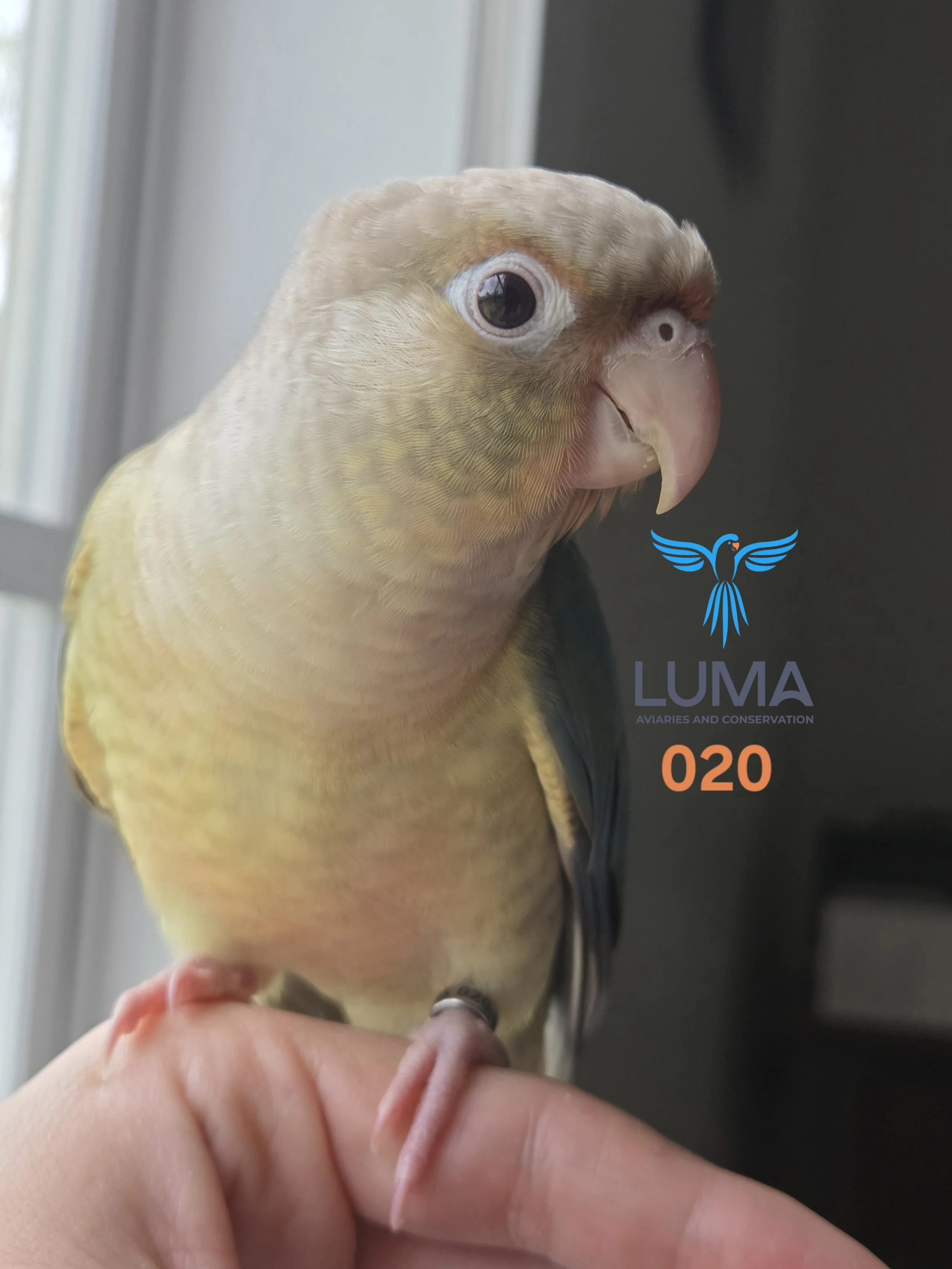 Turquoise Pineapple Green Cheek Conure 020