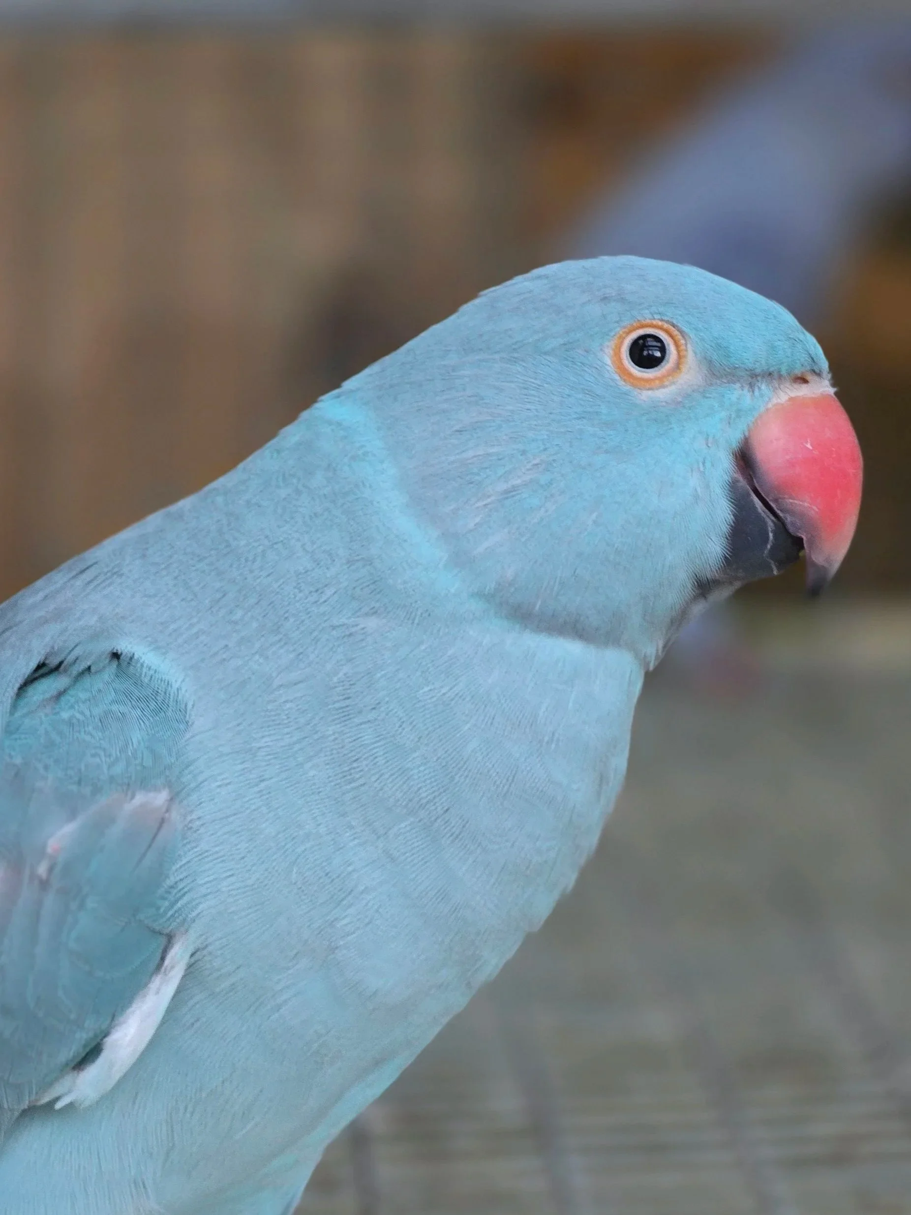 Close-up of a blue bird with a pink beak and distinctive orange-ringed eye, likely a parrot or similar species.
