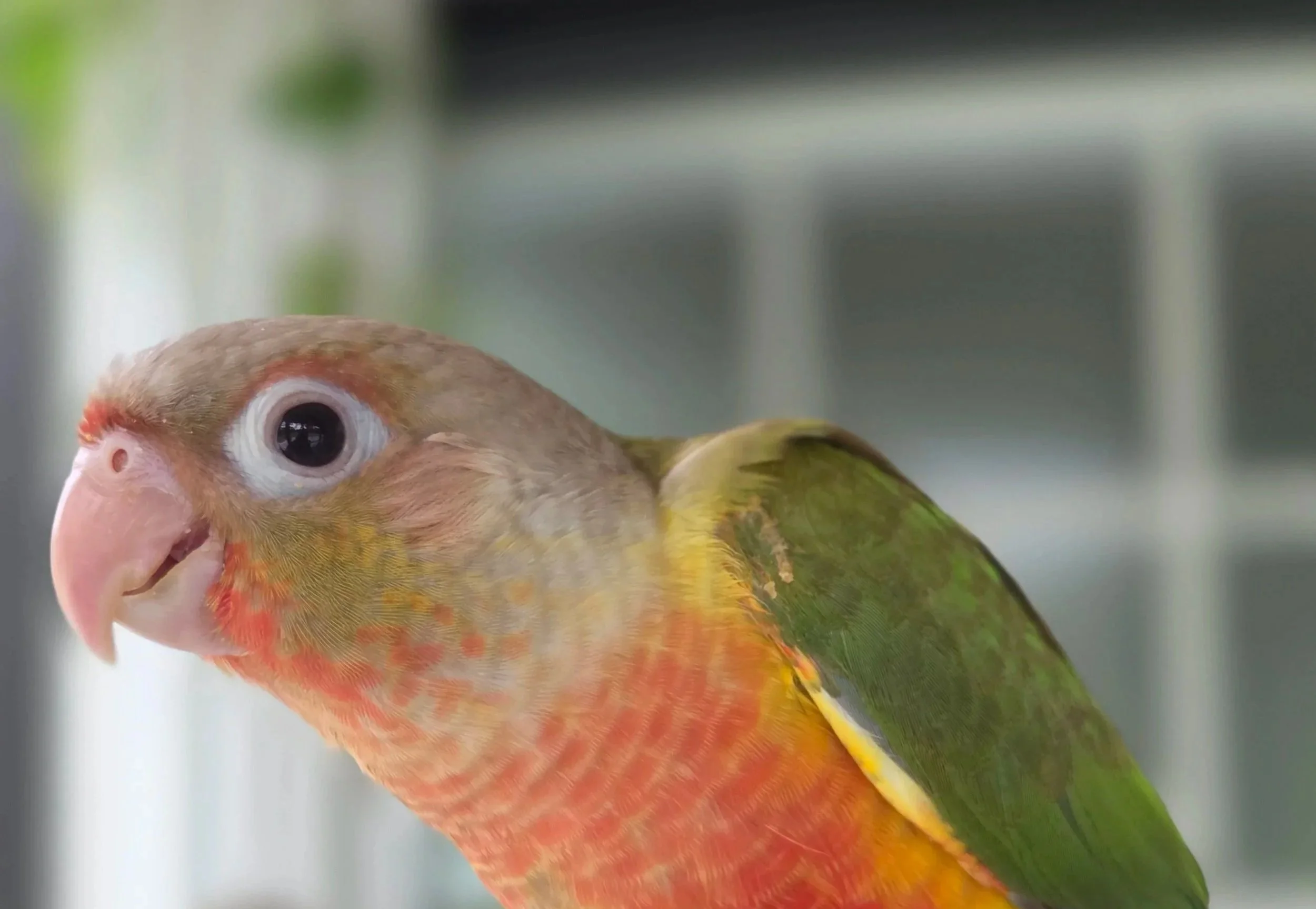 Close-up of a colorful bird with yellow, orange, green, and pink feathers, and a pink beak, against a blurred background.
