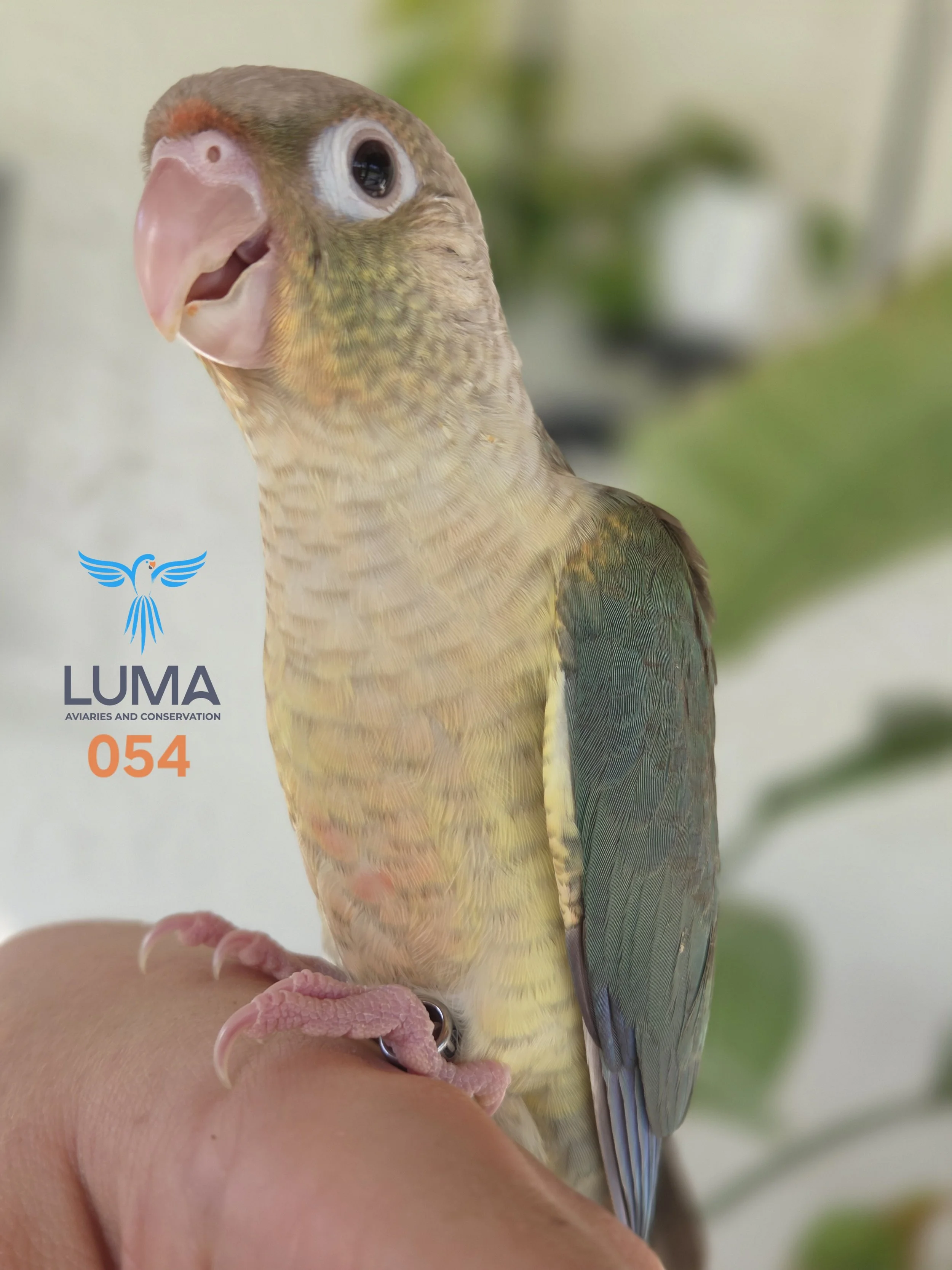 A Turquoise pineapple green cheek conure perched on a finger