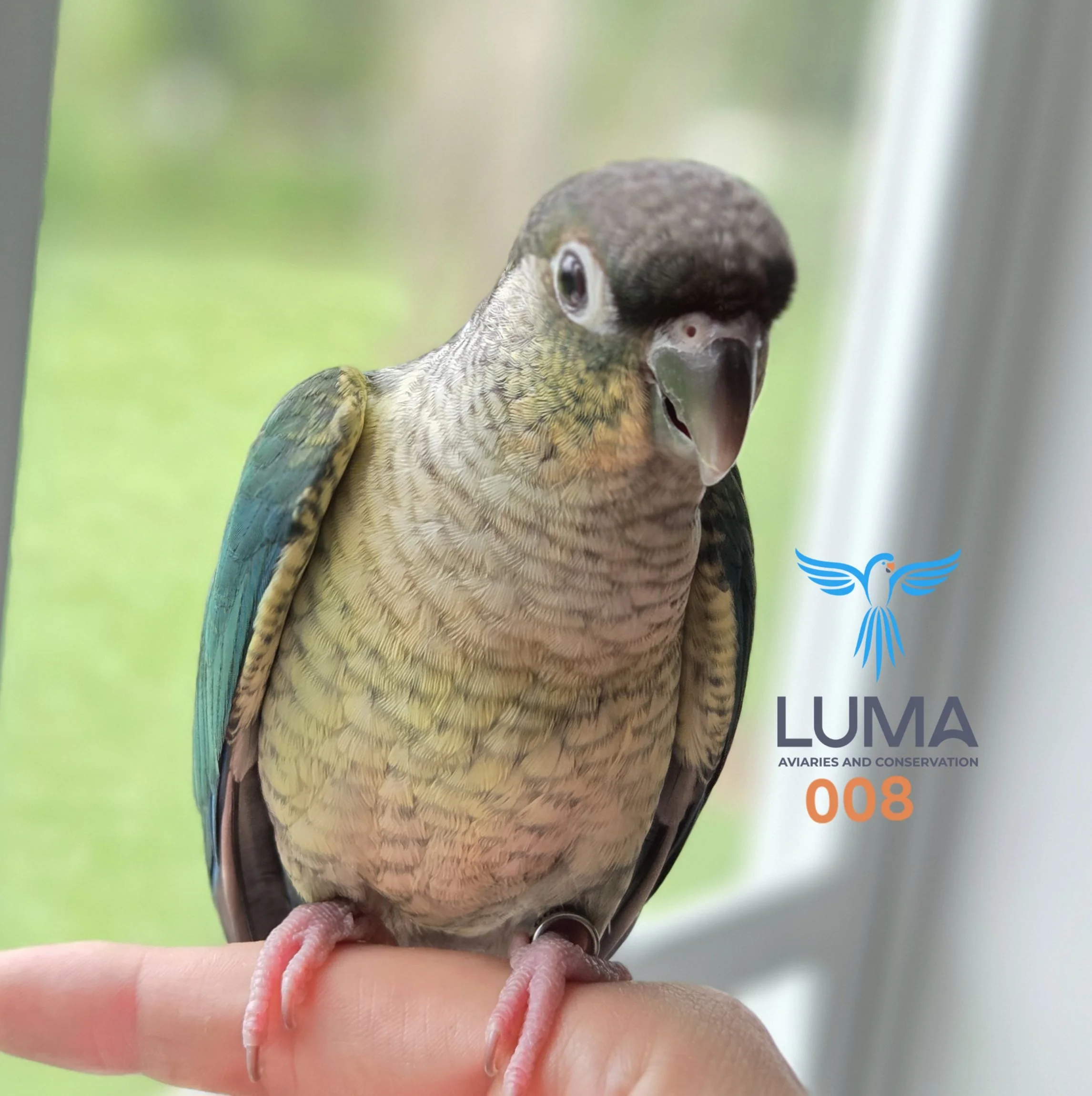 Turquoise Yellow-Sided Green Cheek Conure (008)