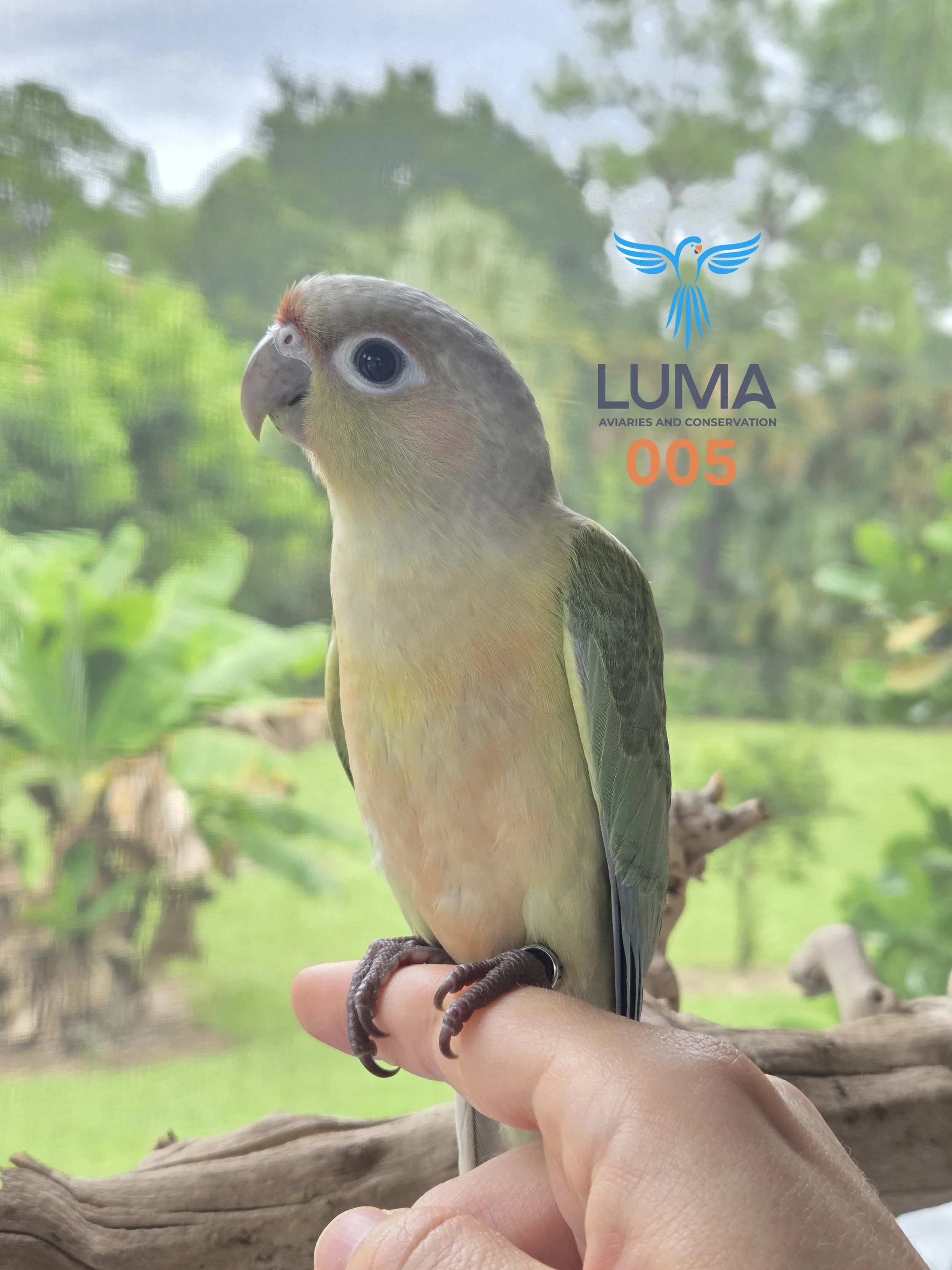 Mint Green Cheeked Conure (005)