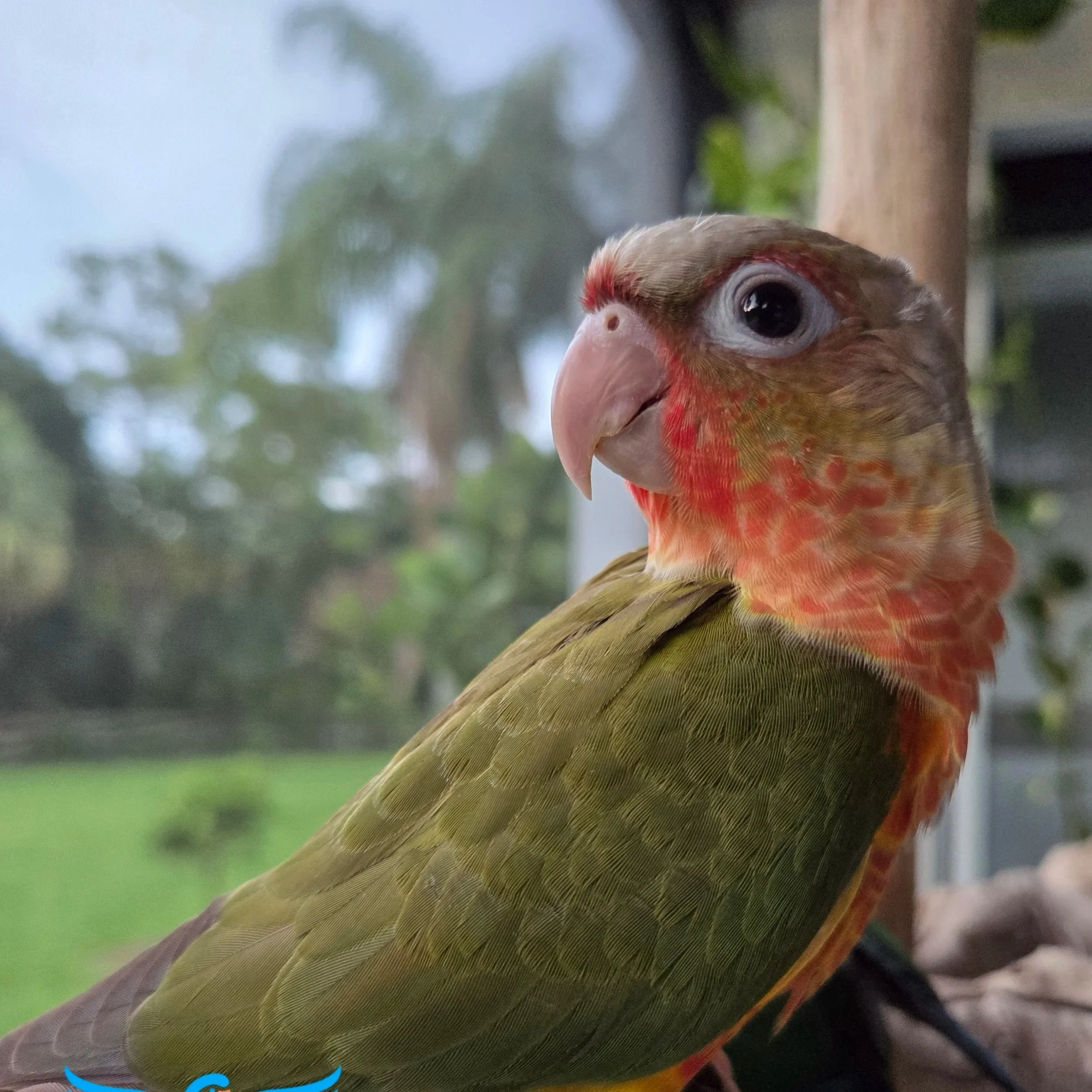 Close-up of a bird's head showing its beak and eye, with green and brown feathers visible.