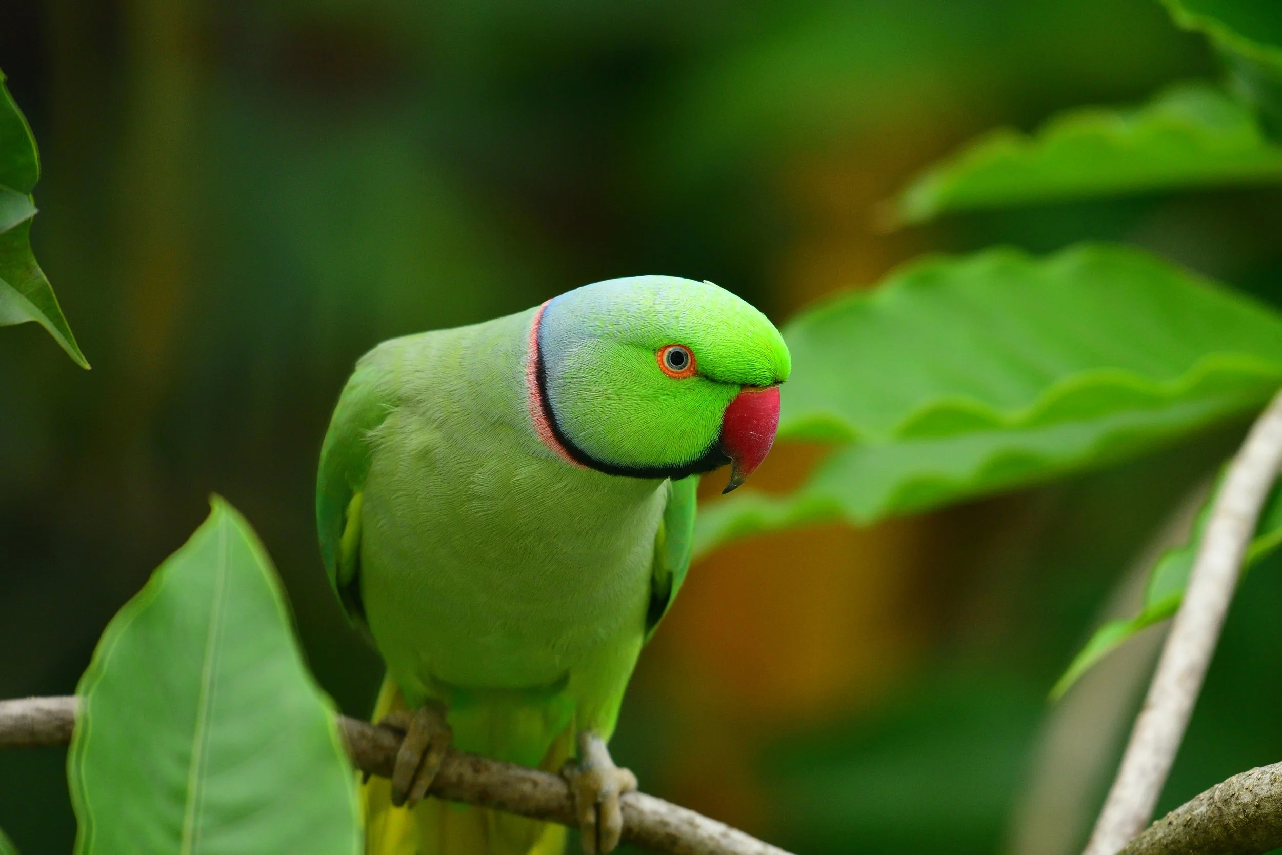 An indian Ringneck Parakeet Perched on a branch