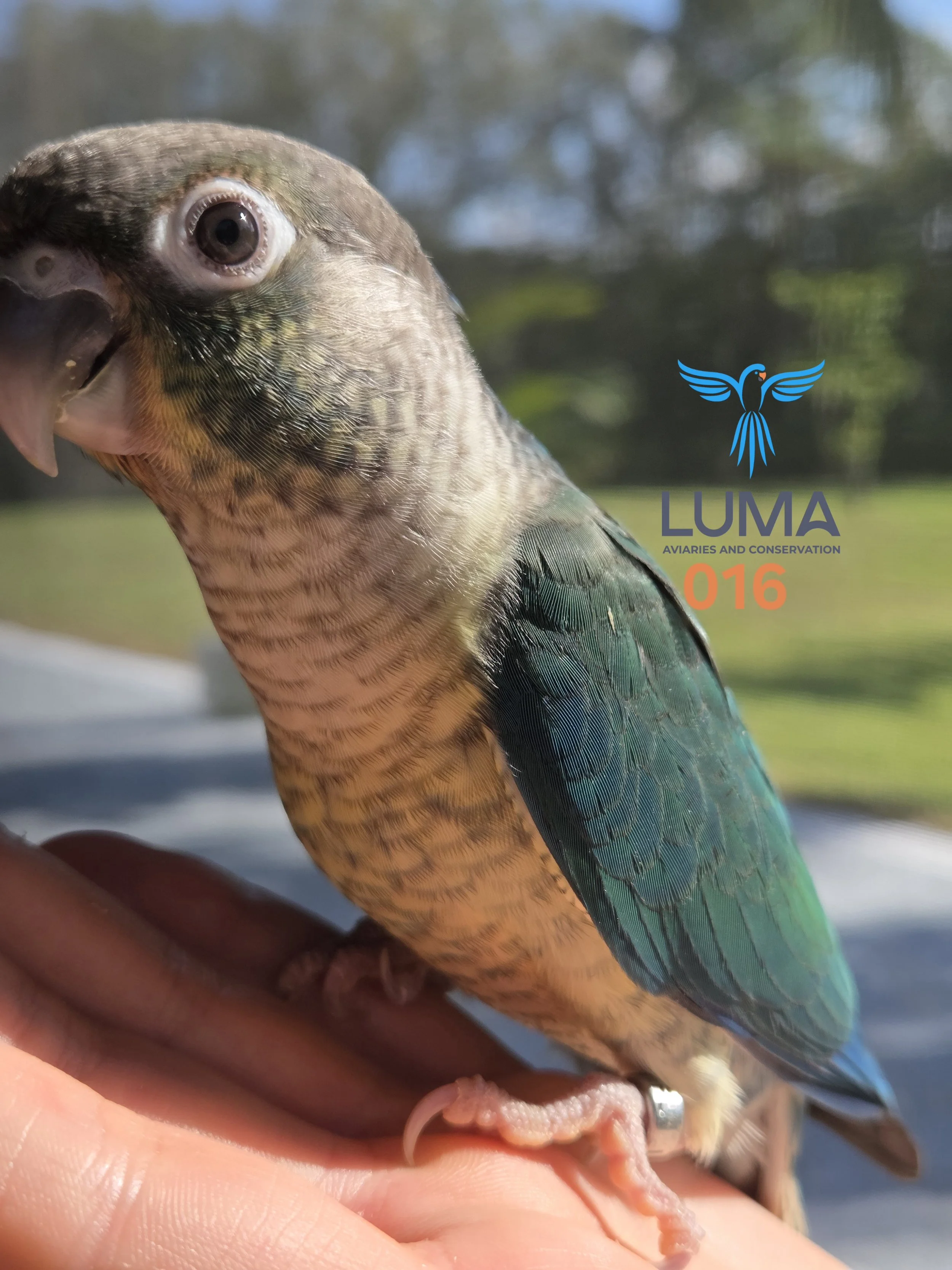Turquoise Yellow-Sided Green Cheek Conure 016