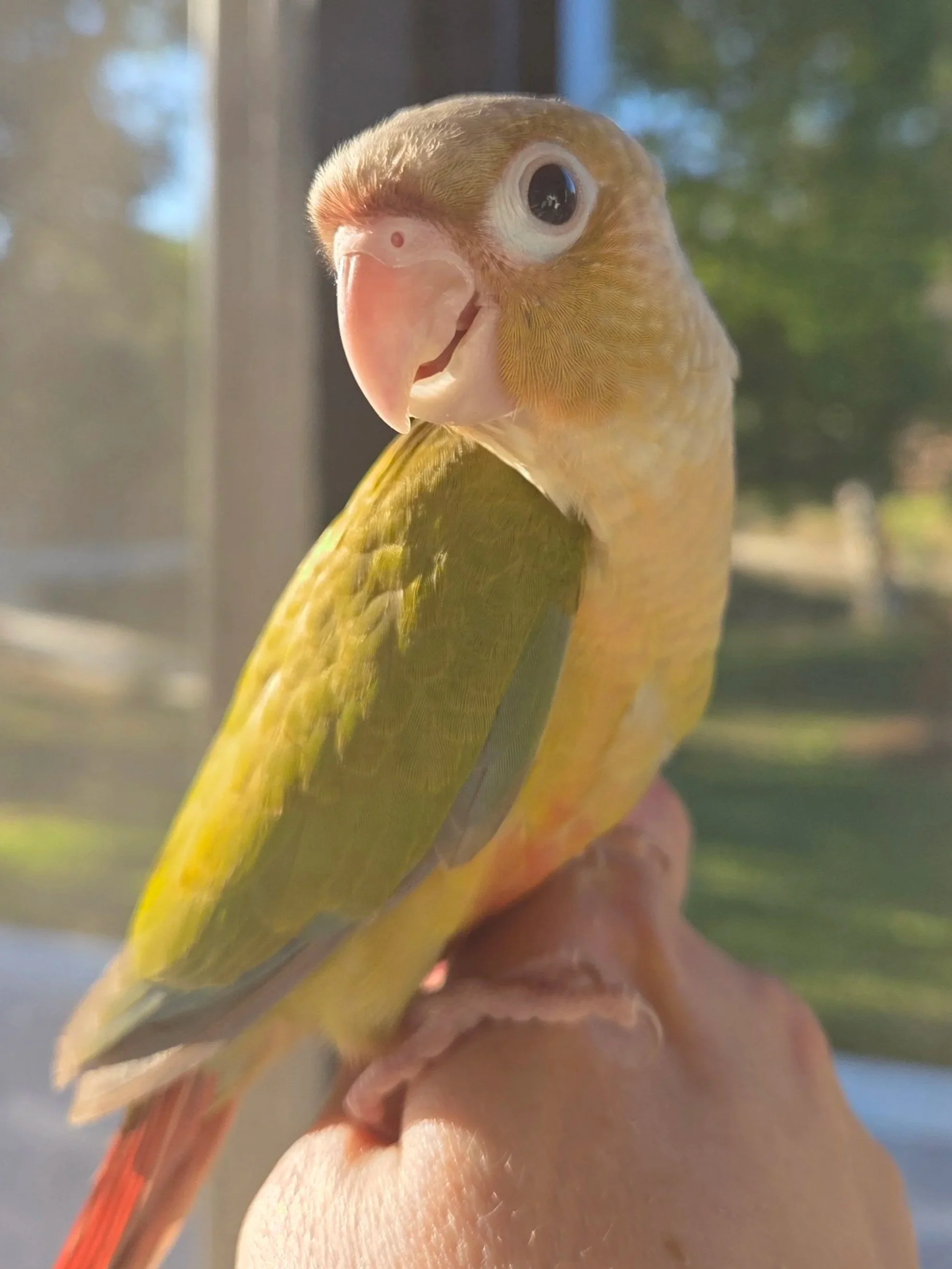 A youg cinnamon type green cheek conure perched happily on a finger in the sunlight
