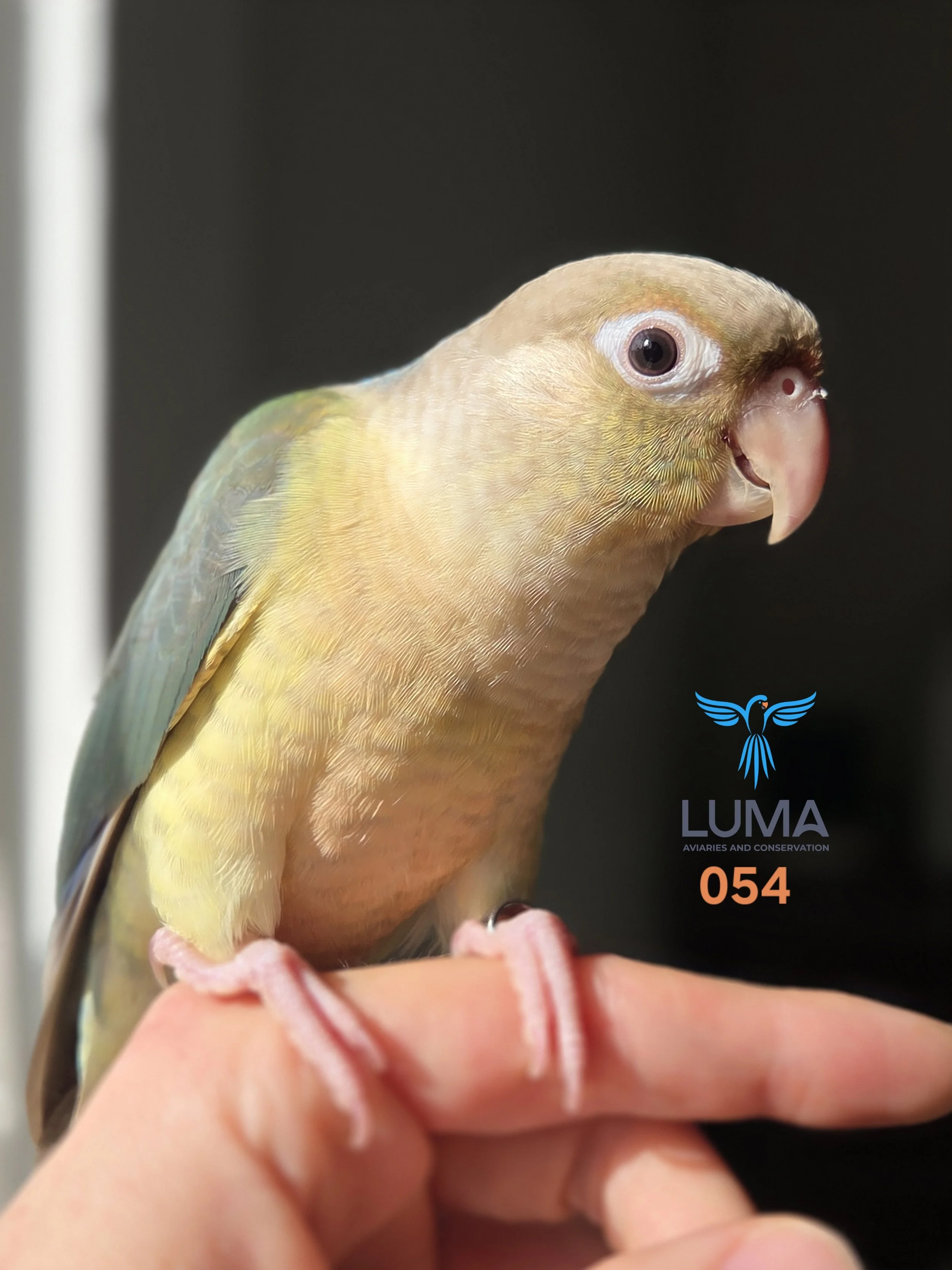 (Dewy) Turquoise Pineapple Green Cheek Conure (054)