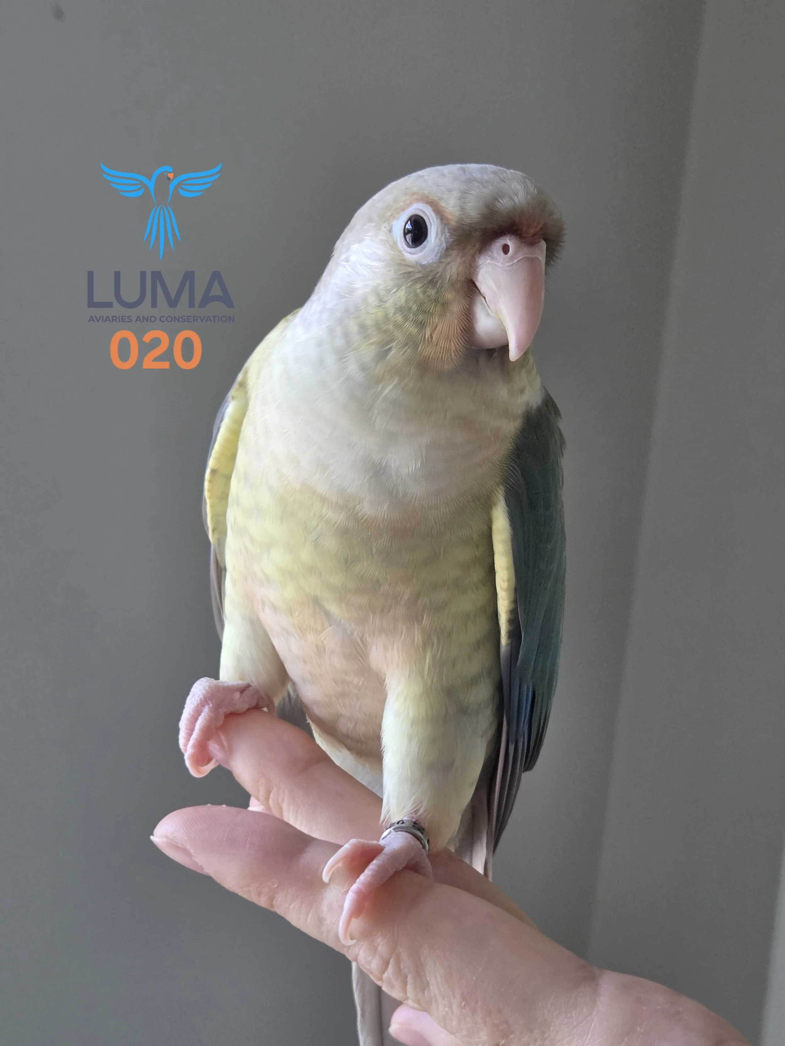 turquoise-pineapple-green-cheek-conure-for-sale-2.jpg