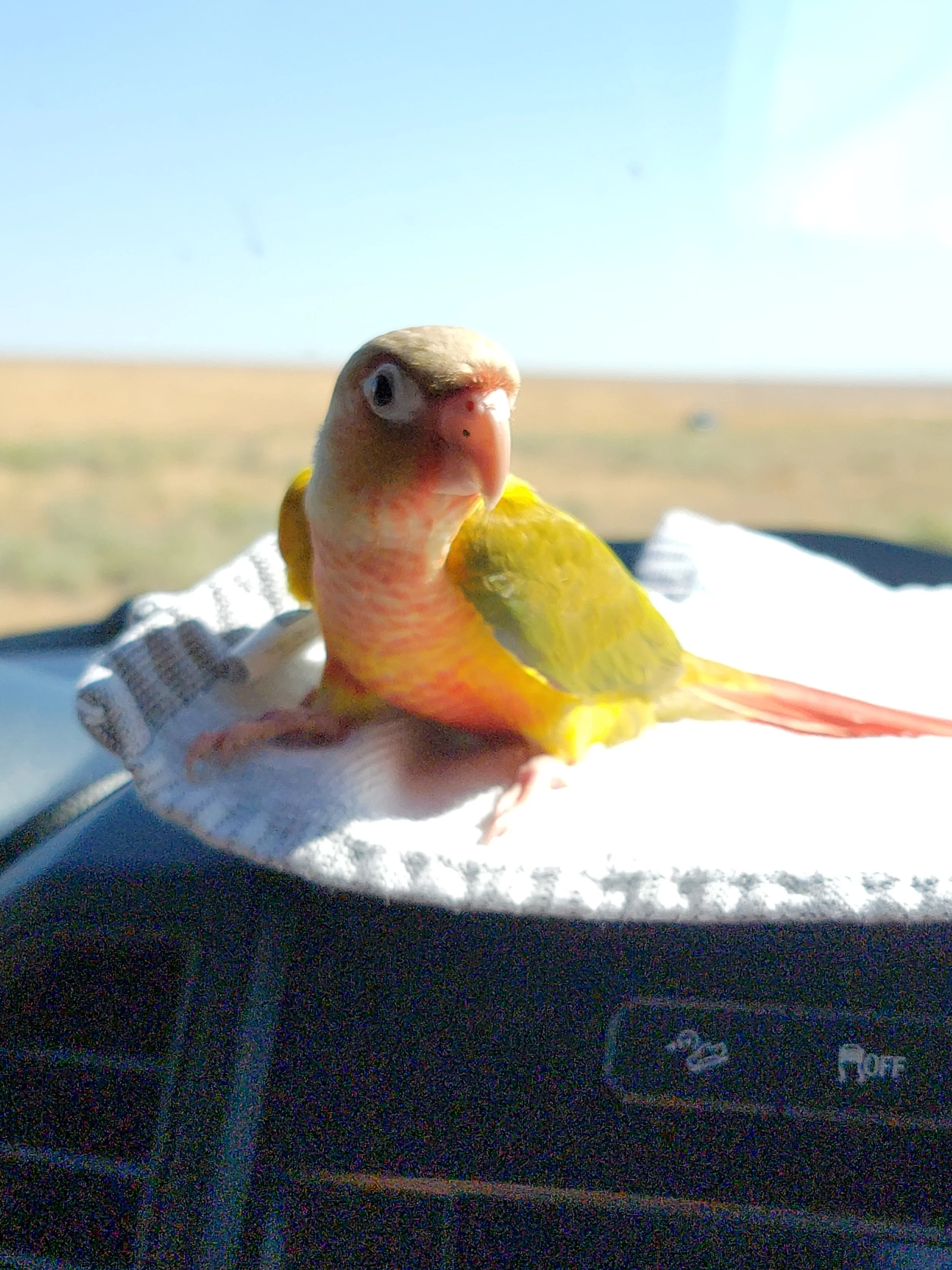 Close up of a Pineapple Green Cheek conure. Combination of the Opaline and Cinnamon Color mutations