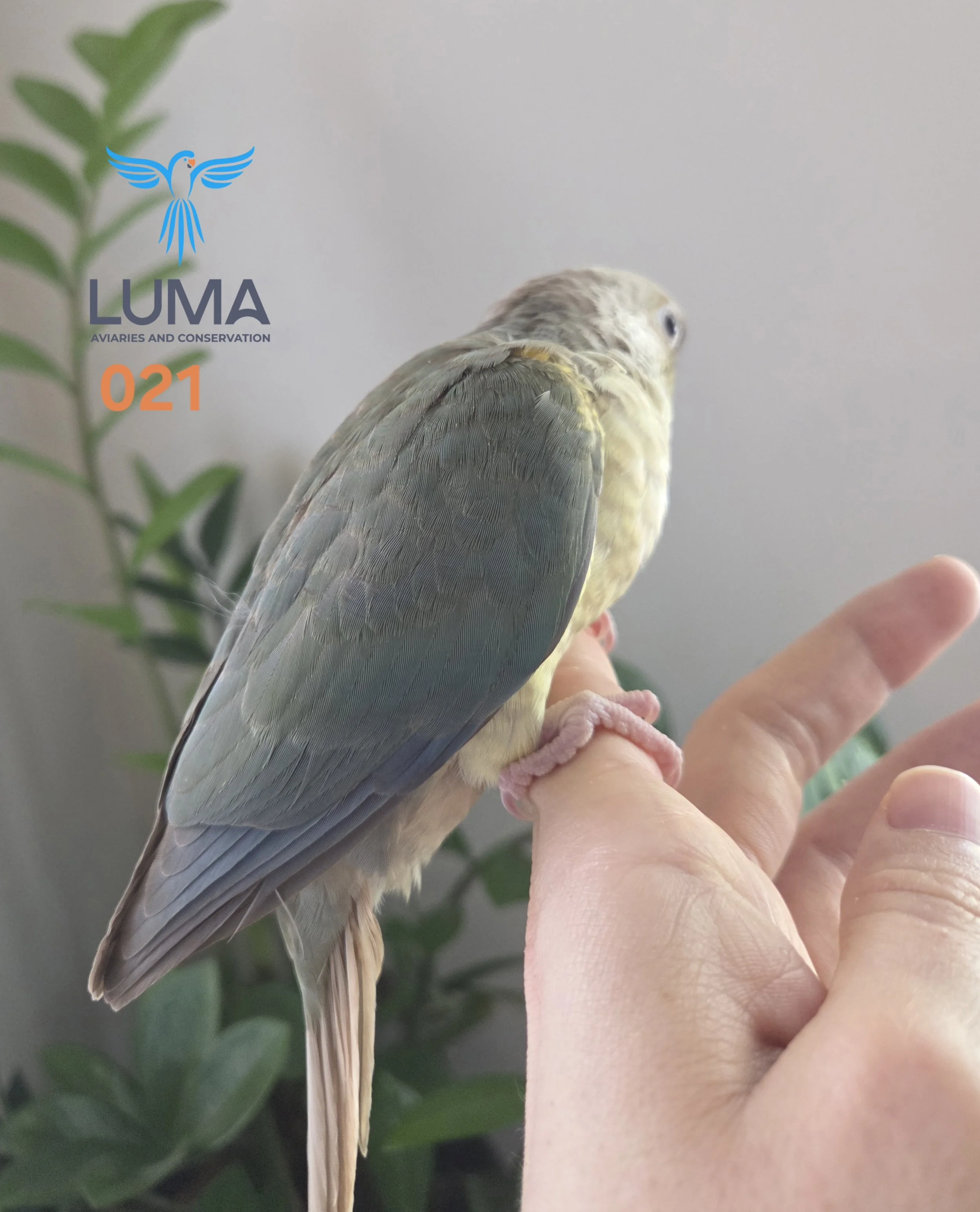 Turquoise Pineapple Green Cheek Conure for sale Luma Aviaries.jpg
