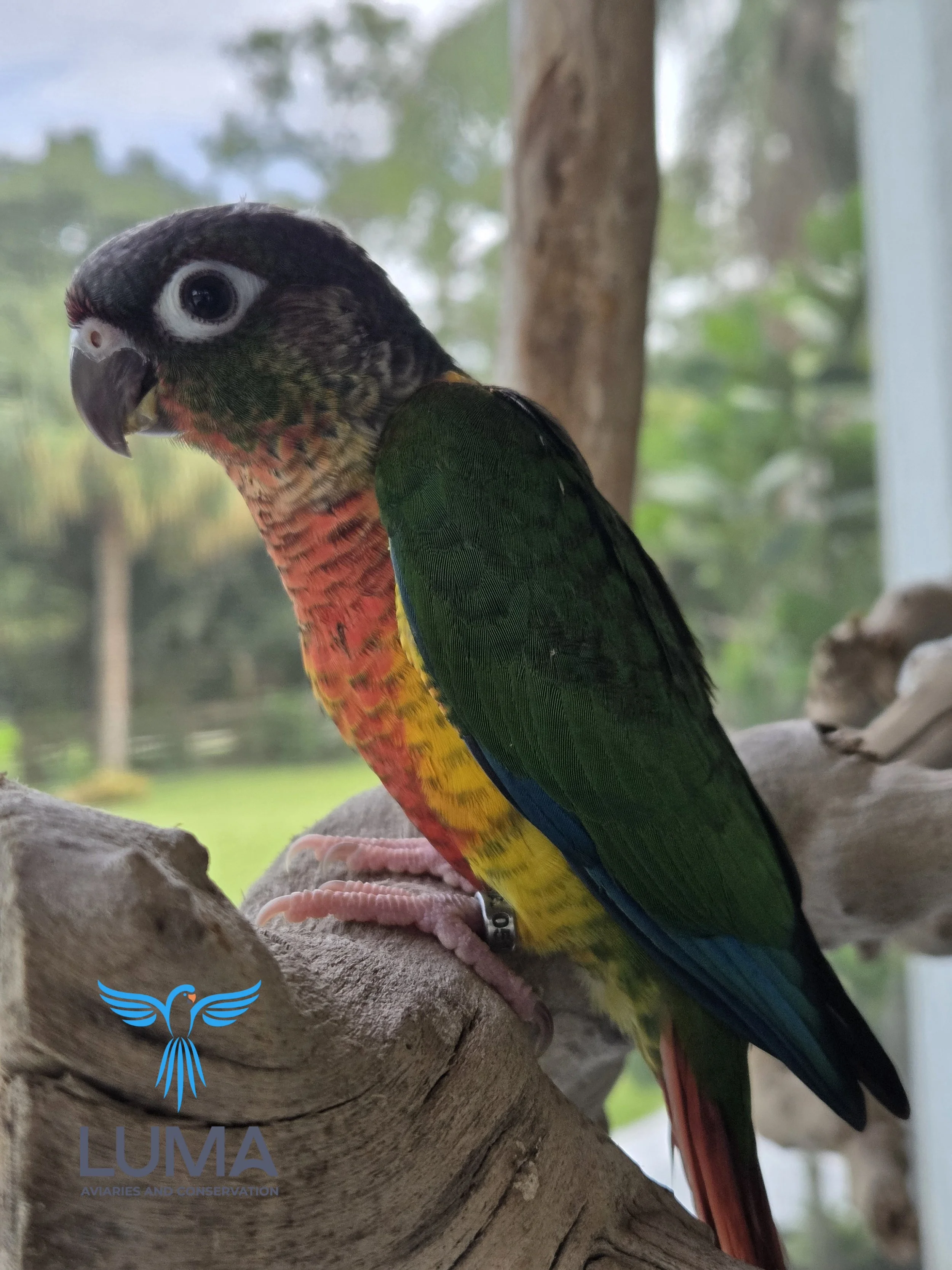 Yellow-Sided Green Cheek Conure : Contains the opaline mutation.