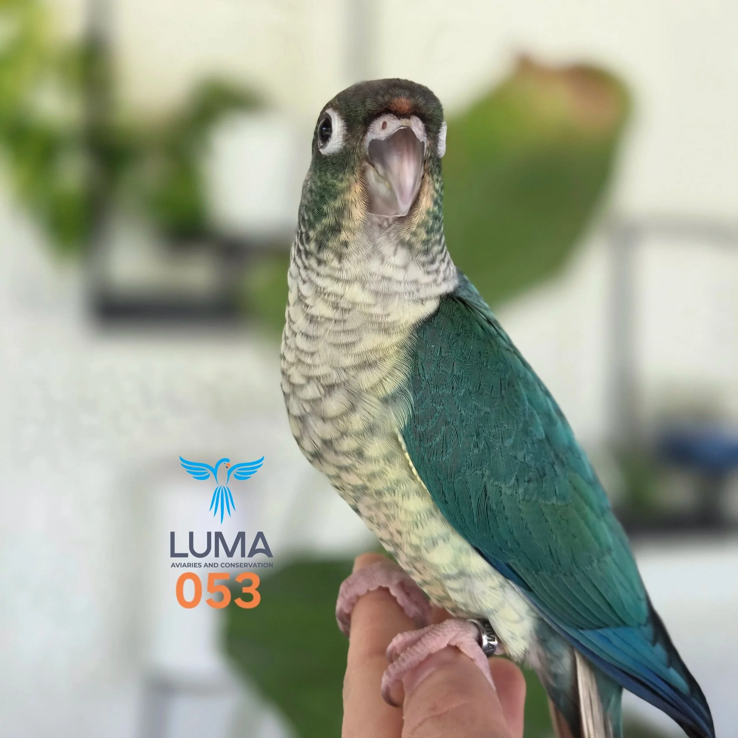 Turquoise Yellow sided Green Cheek Conure band no. 053