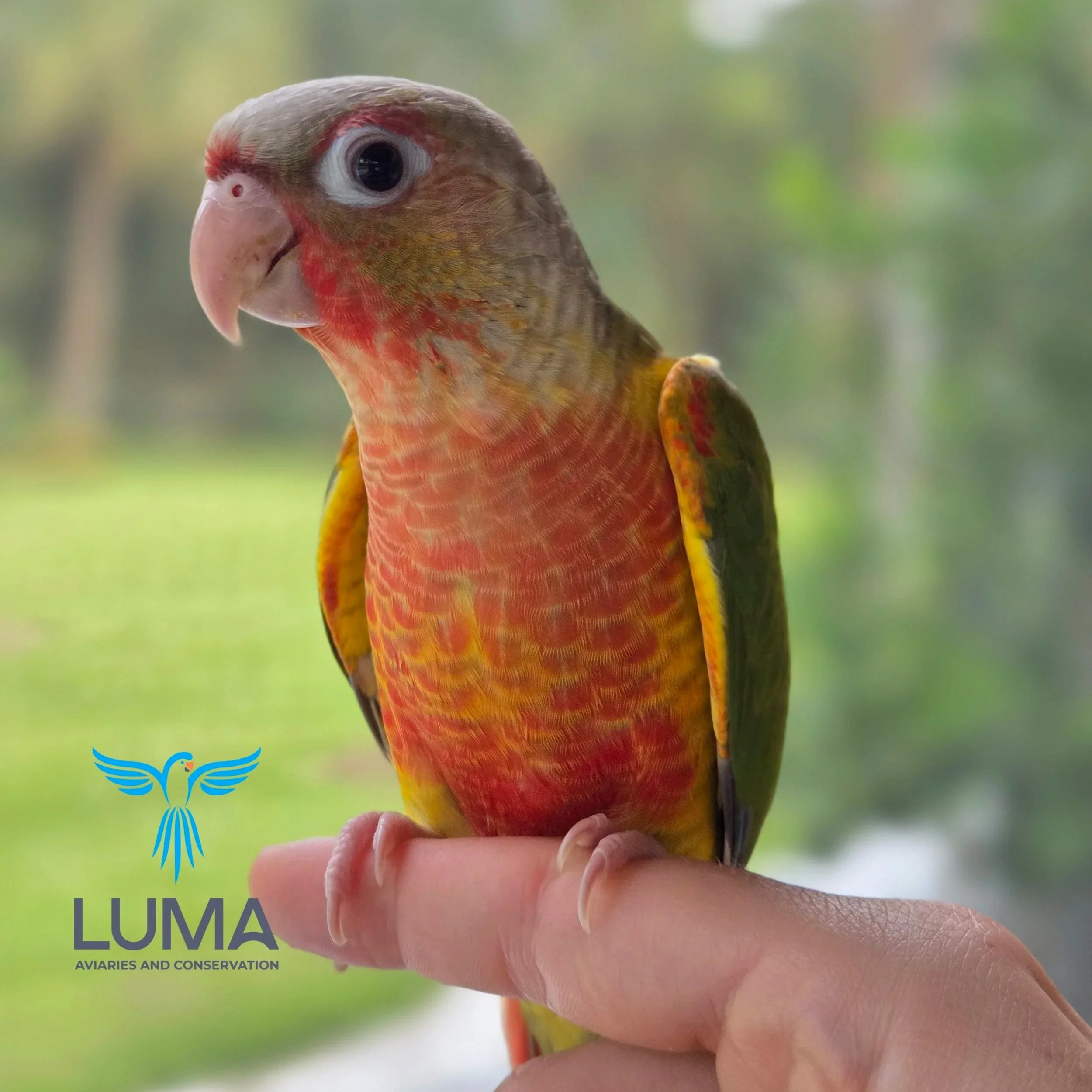 Close-up of a person's hand holding a colorful bird with a pinkish beak, gray head, and vibrant orange, yellow, and green feathers on its body, against a blurred green background.