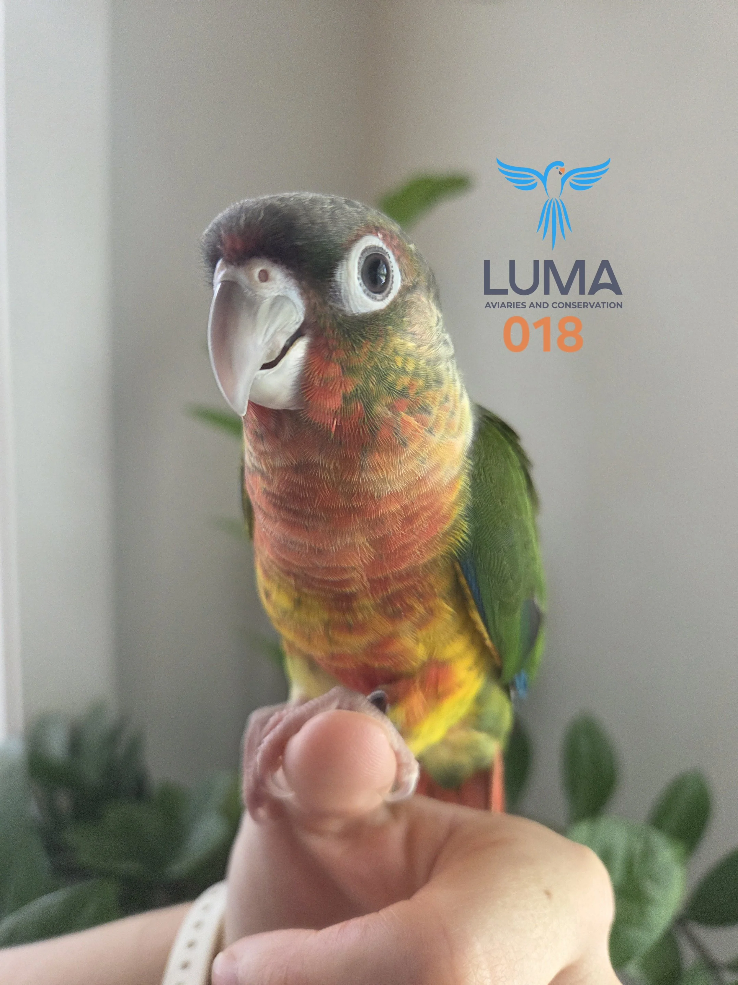 Yellow Sided Green Cheek Conure 018