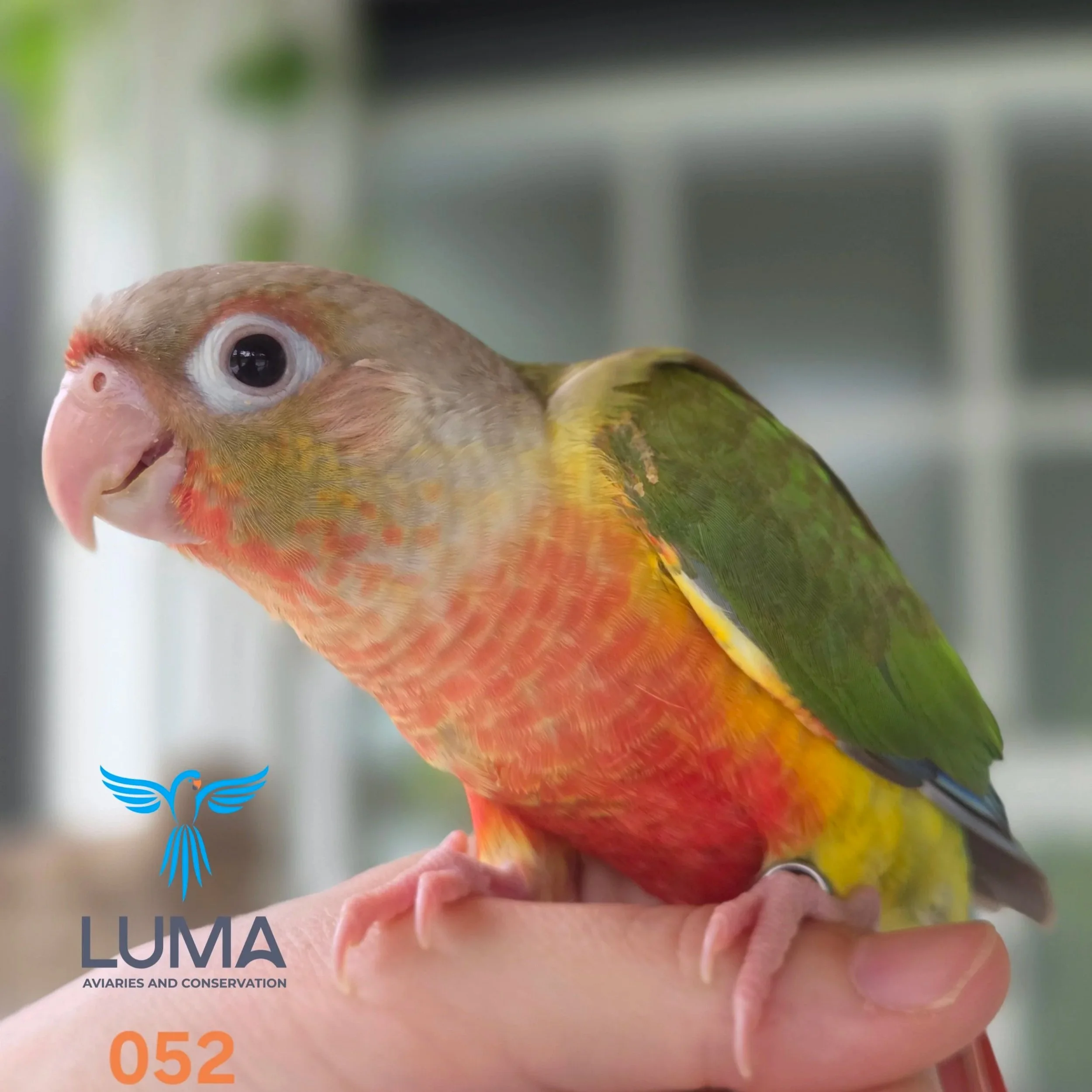 Pineapple Green Cheek Conure band no. 052
