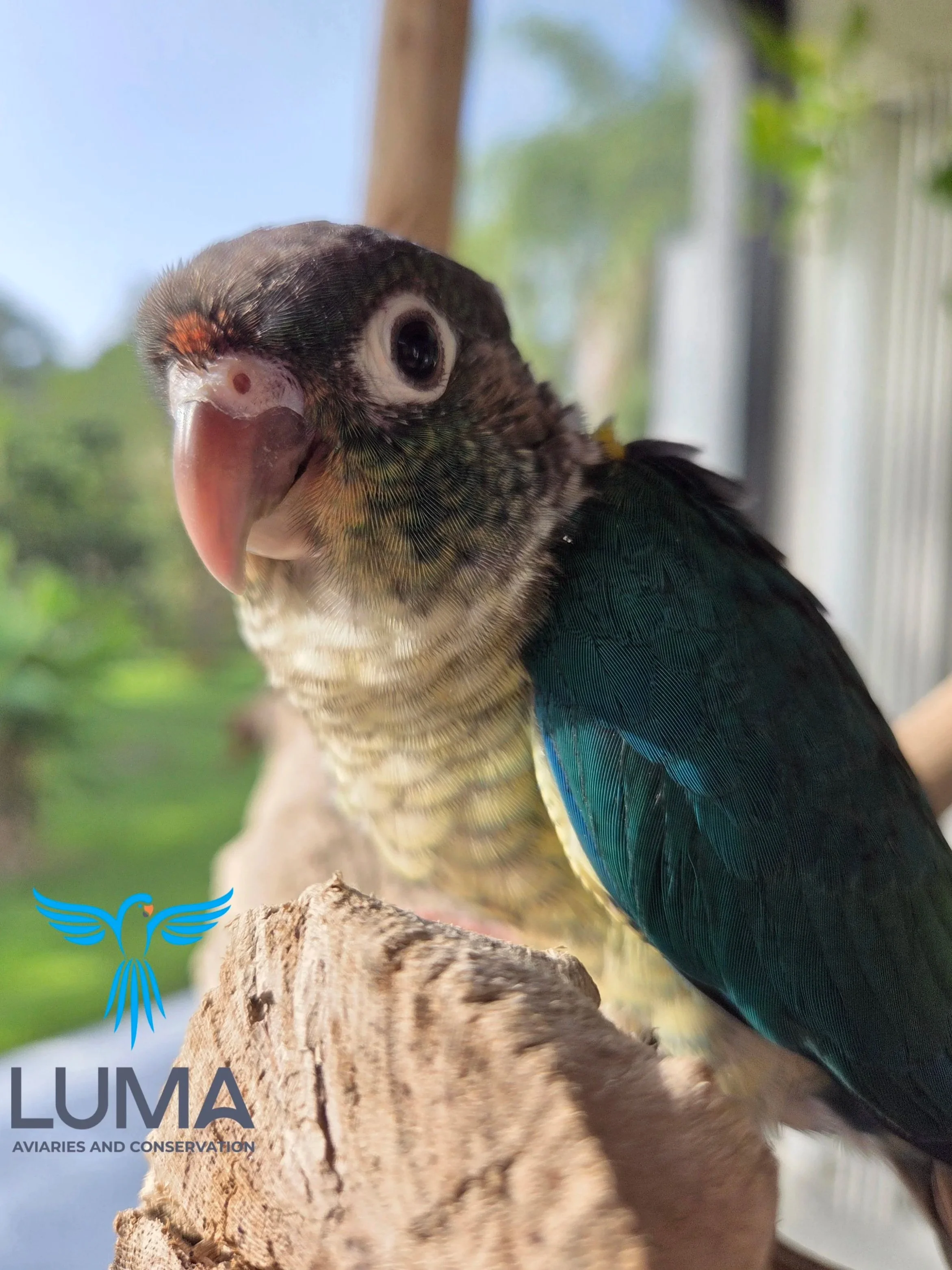 Turquoise Yellow-Sided Green Cheek Conure: a combination of the Opaline and Turquoise Color mutations