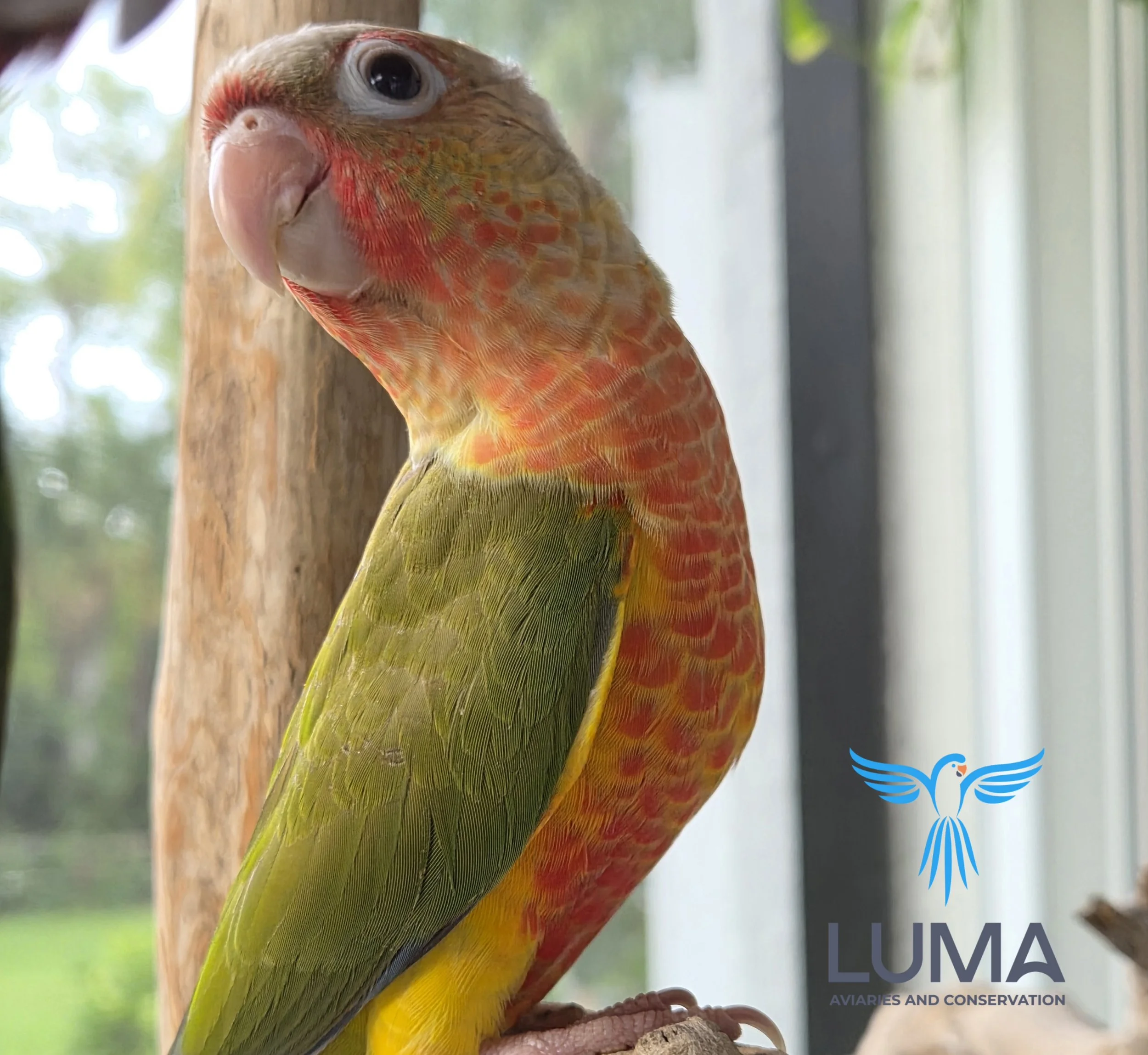 Pineapple Green Cheek Conure (050)