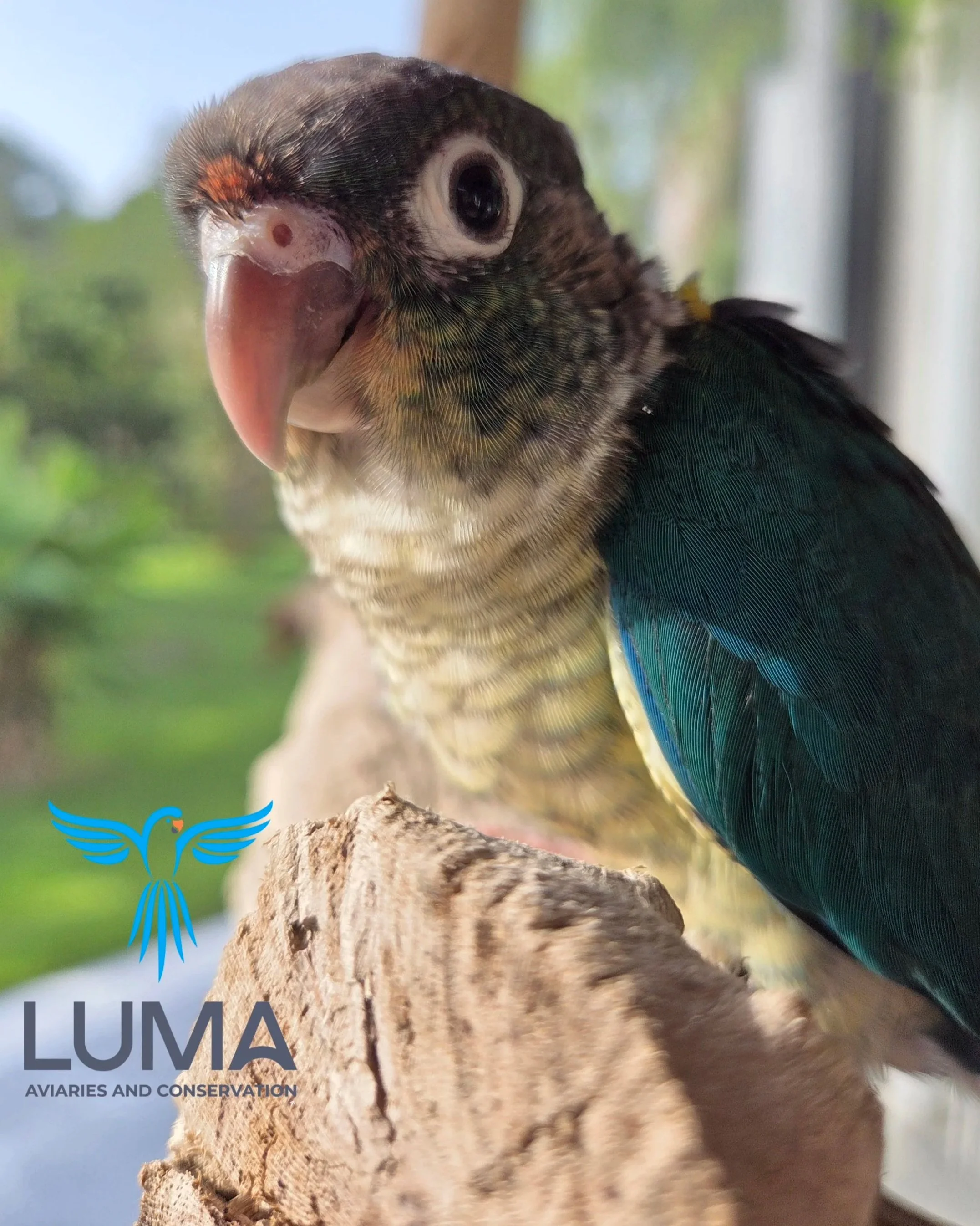 Turquoise Yellow sided Green Cheek Conure