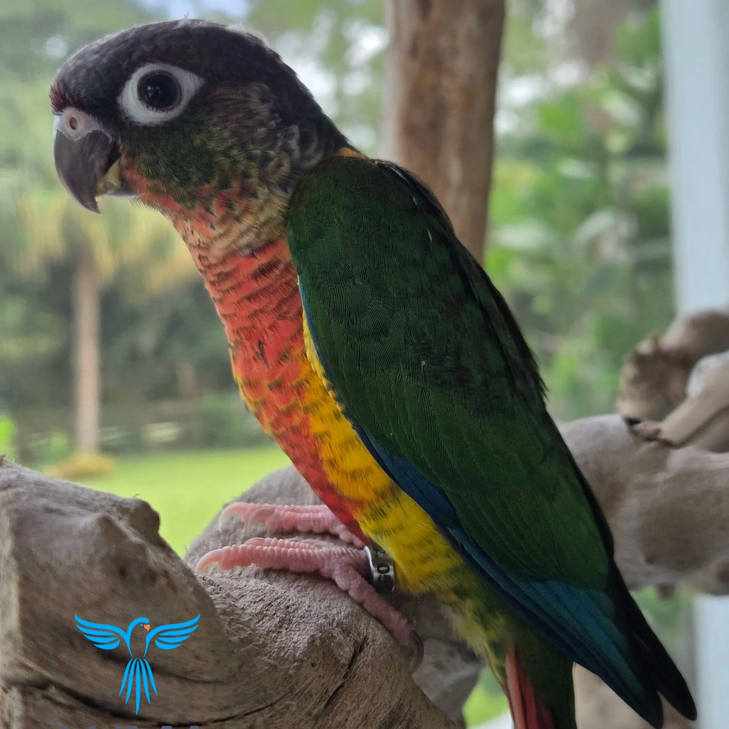Yellow Sided Green Cheek Conure Band no. 051