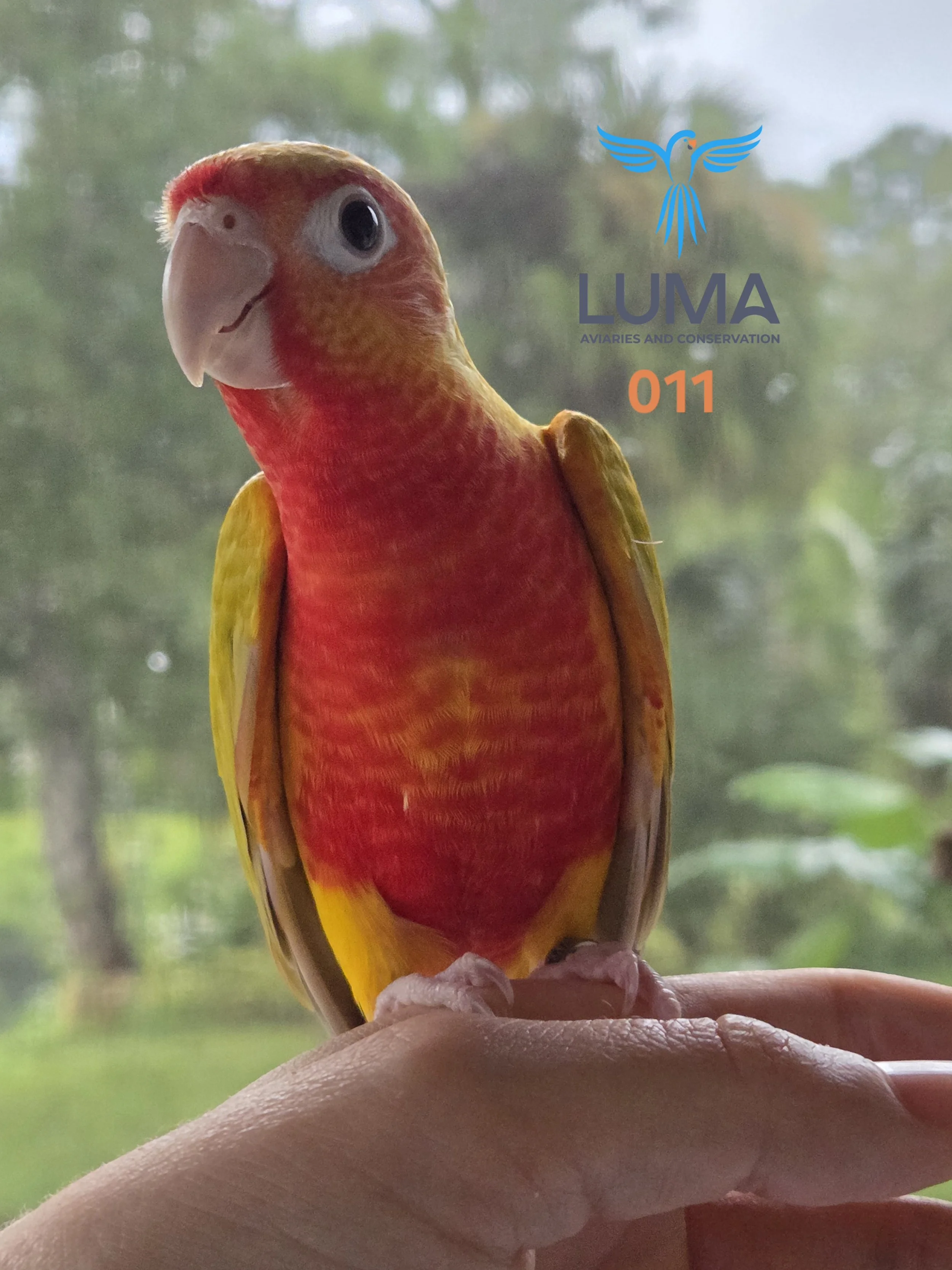 Dominant Red Suncheek Green Cheeked Conure (011)