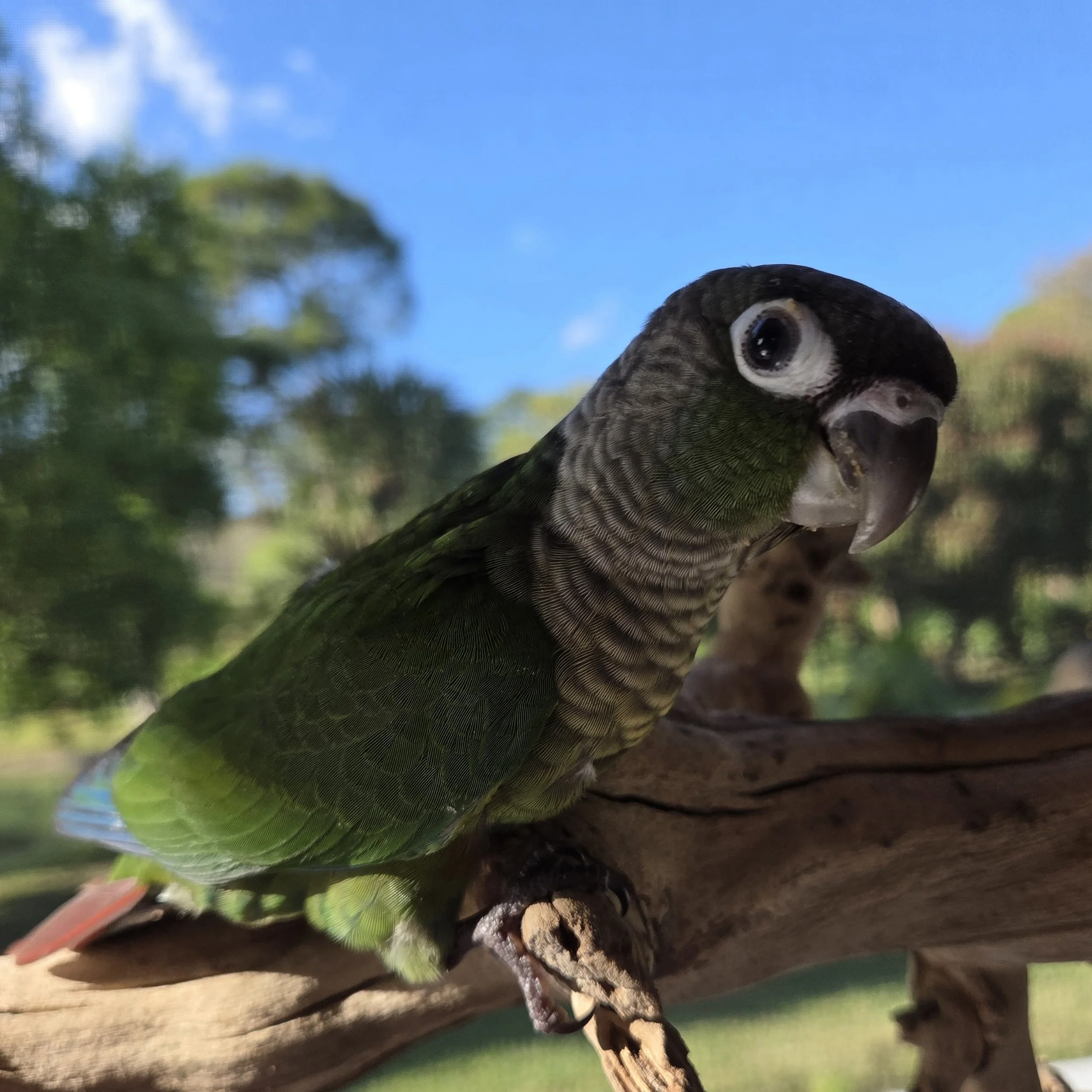 Image of a wild type green cheek conure