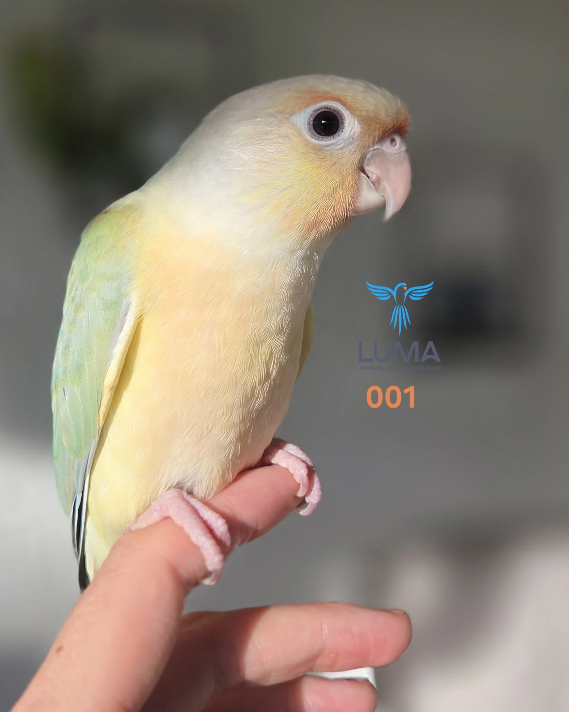 Opamint Green Cheeked Conure (001)