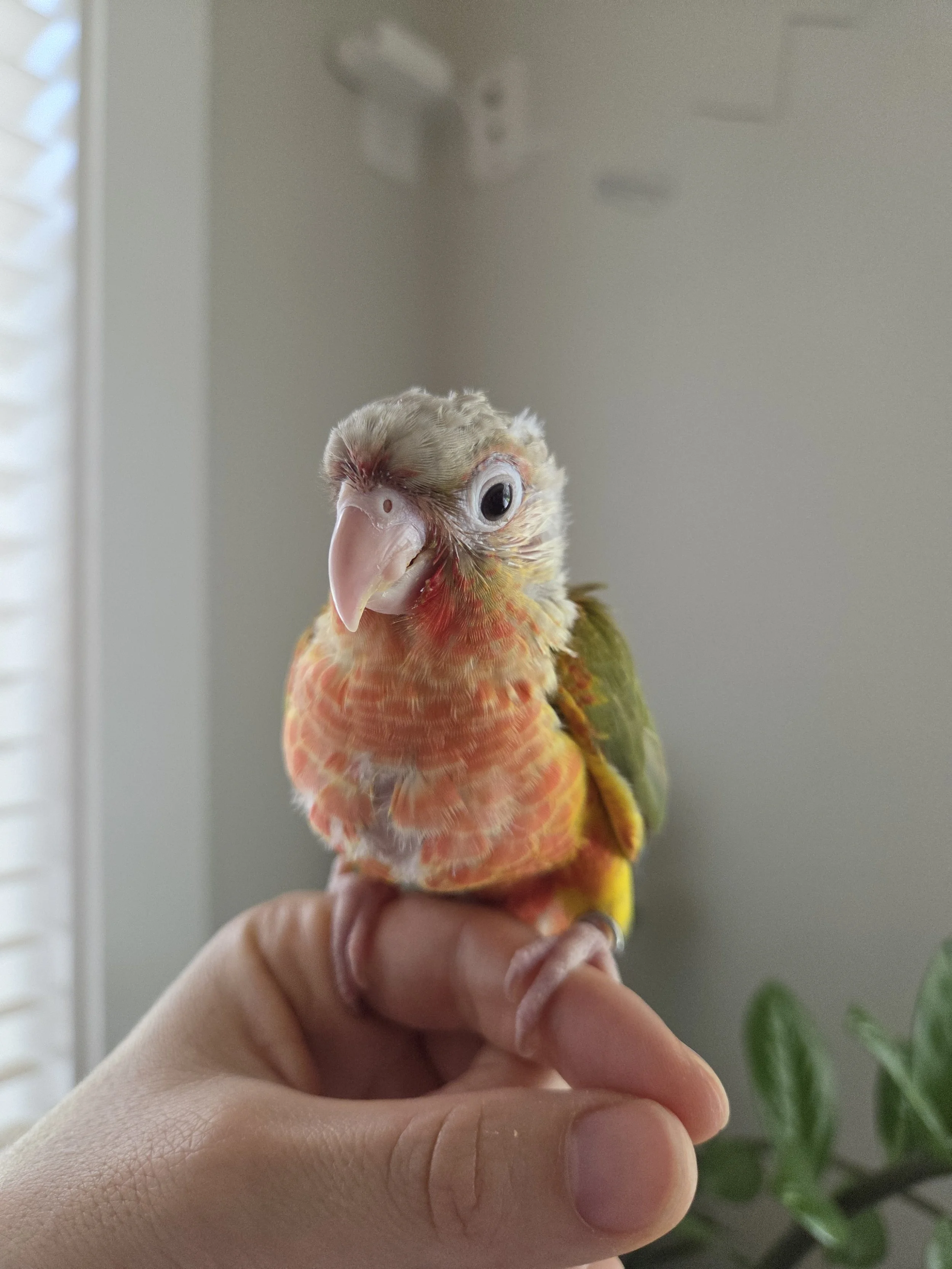 A small parrot with a mix of yellow, green, and red feathers is perched on a person's hand indoors. The background shows a plain wall, some ceiling fixtures, and a plant.
