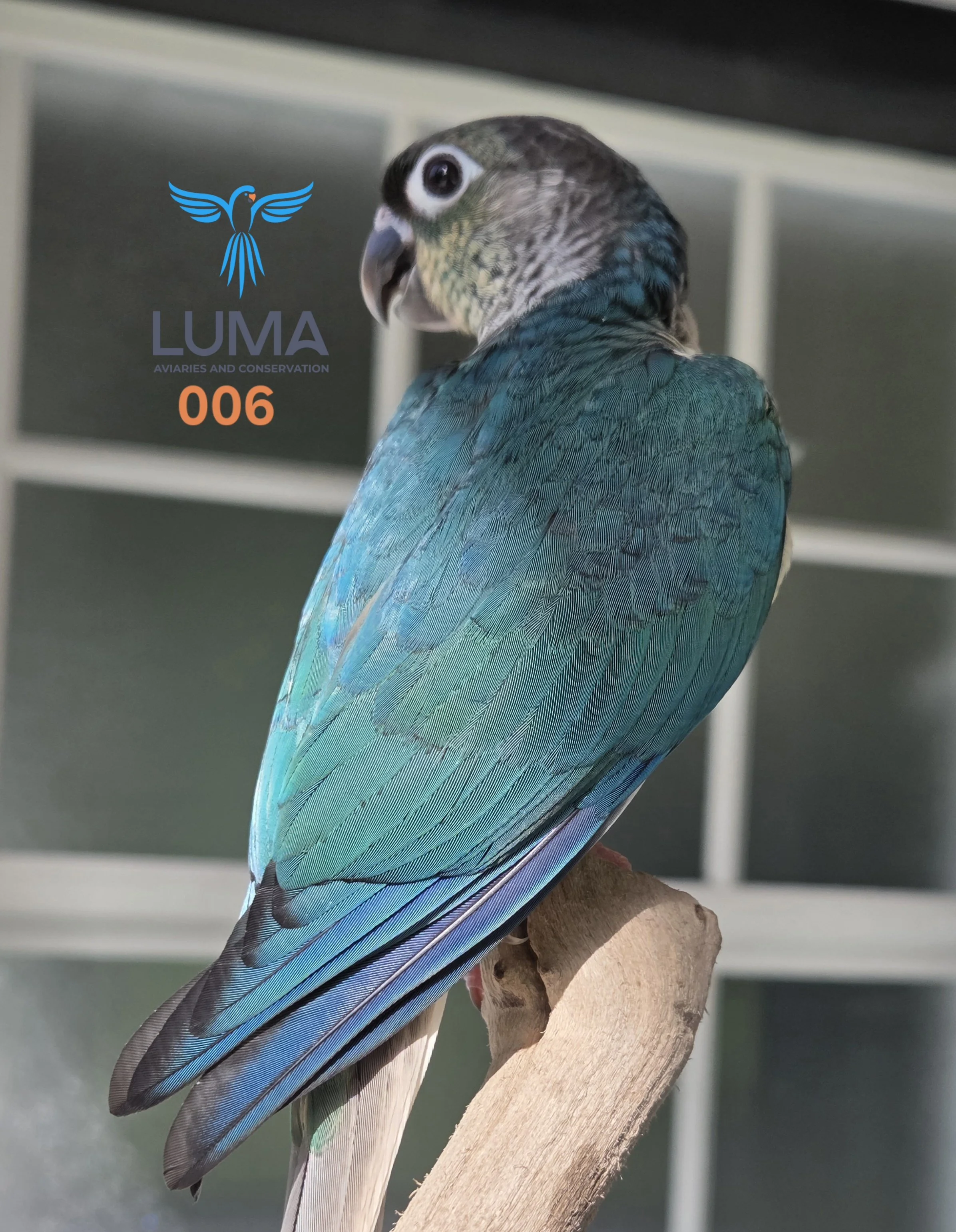 Turquoise Yellow-Sided Green Cheek Conure (006)
